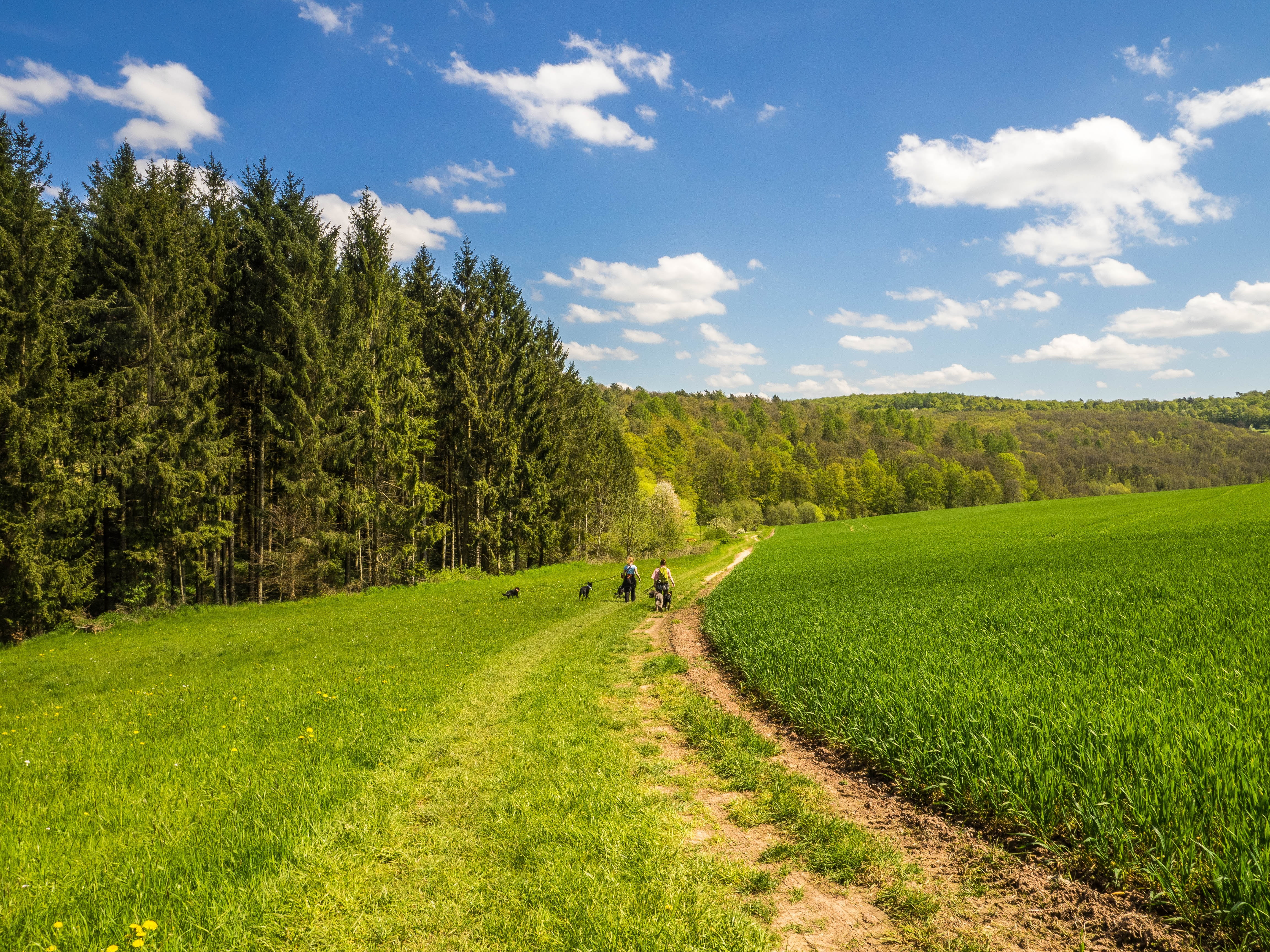 rhön, grass, rural scene, field, beauty in nature, farm, spring, green, lane, day, pathway, scenics, plant, walking, 4K, trees, people, trail, clouds, HD Wallpaper
