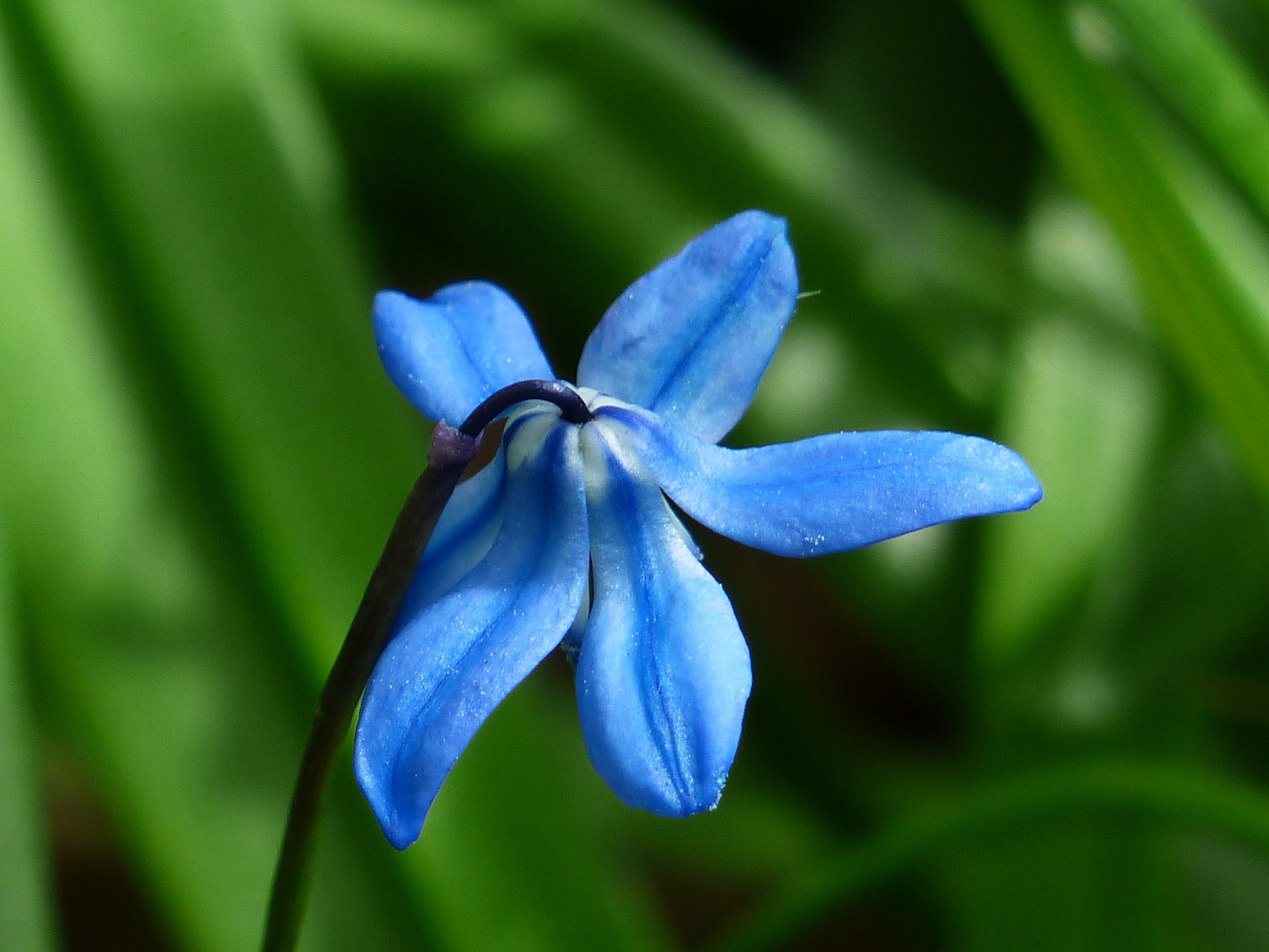 flower, image, vulnerability, macro, botany, no people, day, focus on foreground, shot, purple, close-up, blue, iris - plant, daytinme, freshness, flora, HD Wallpaper