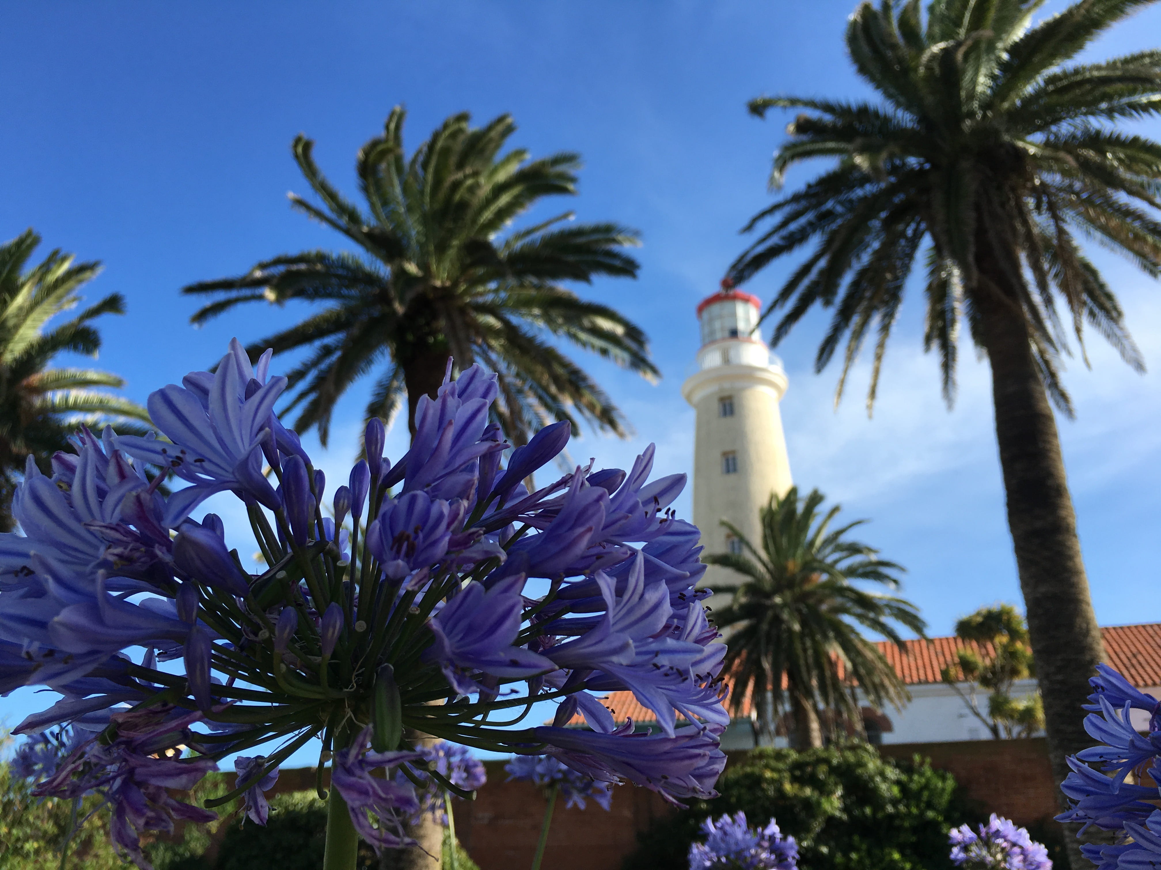 flower, no people, growth, purple, architecture, tower, uruguay, building, travel, tree, tropical climate, palm tree, punta del este, sky, guidance, nature, HD Wallpaper