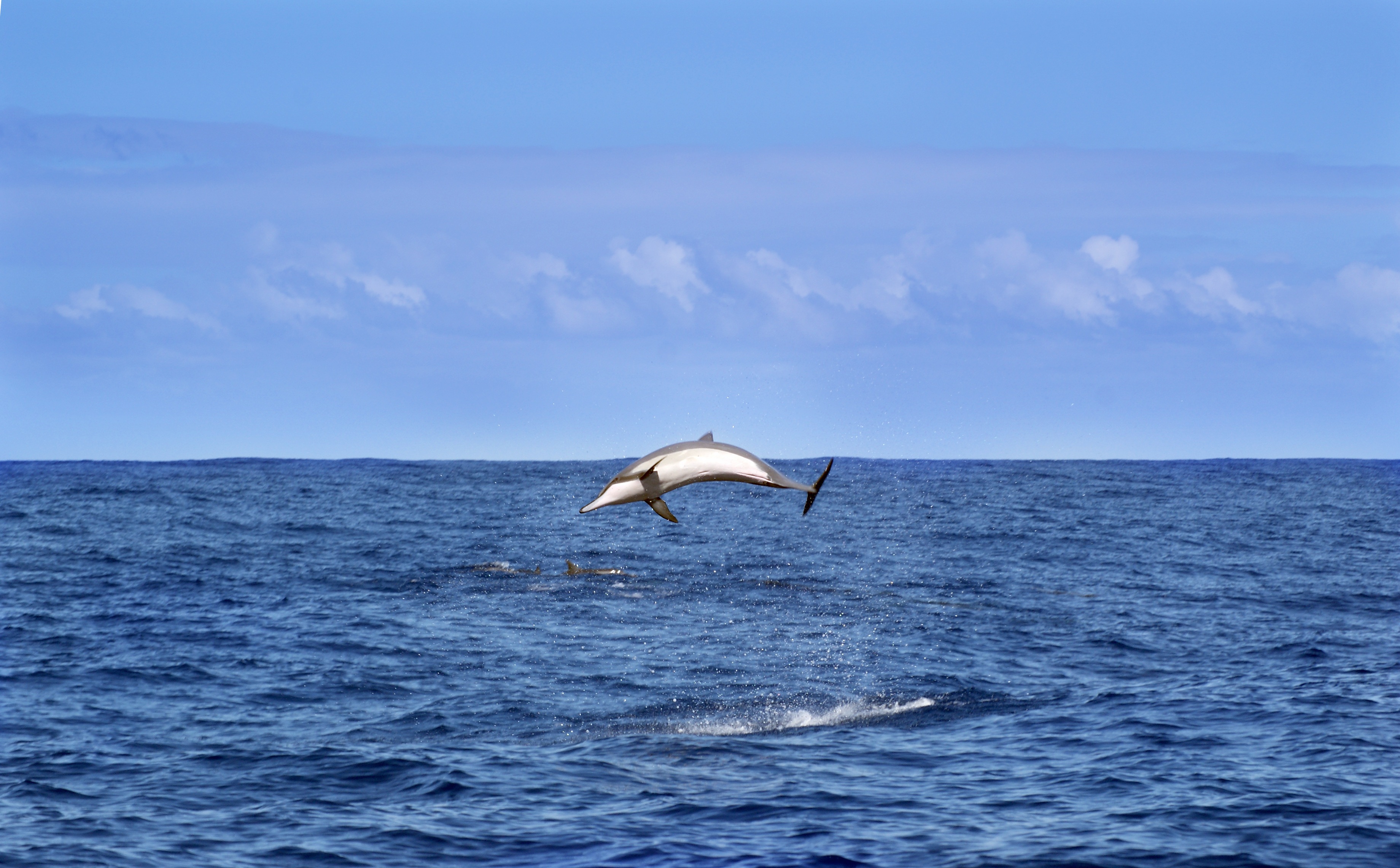 animal, whale, 2K, animal wildlife, blue, sea life, marine, dolphin, one animal, motion, sky, animal themes, water, outdoors, horizon over water, animals, HD Wallpaper