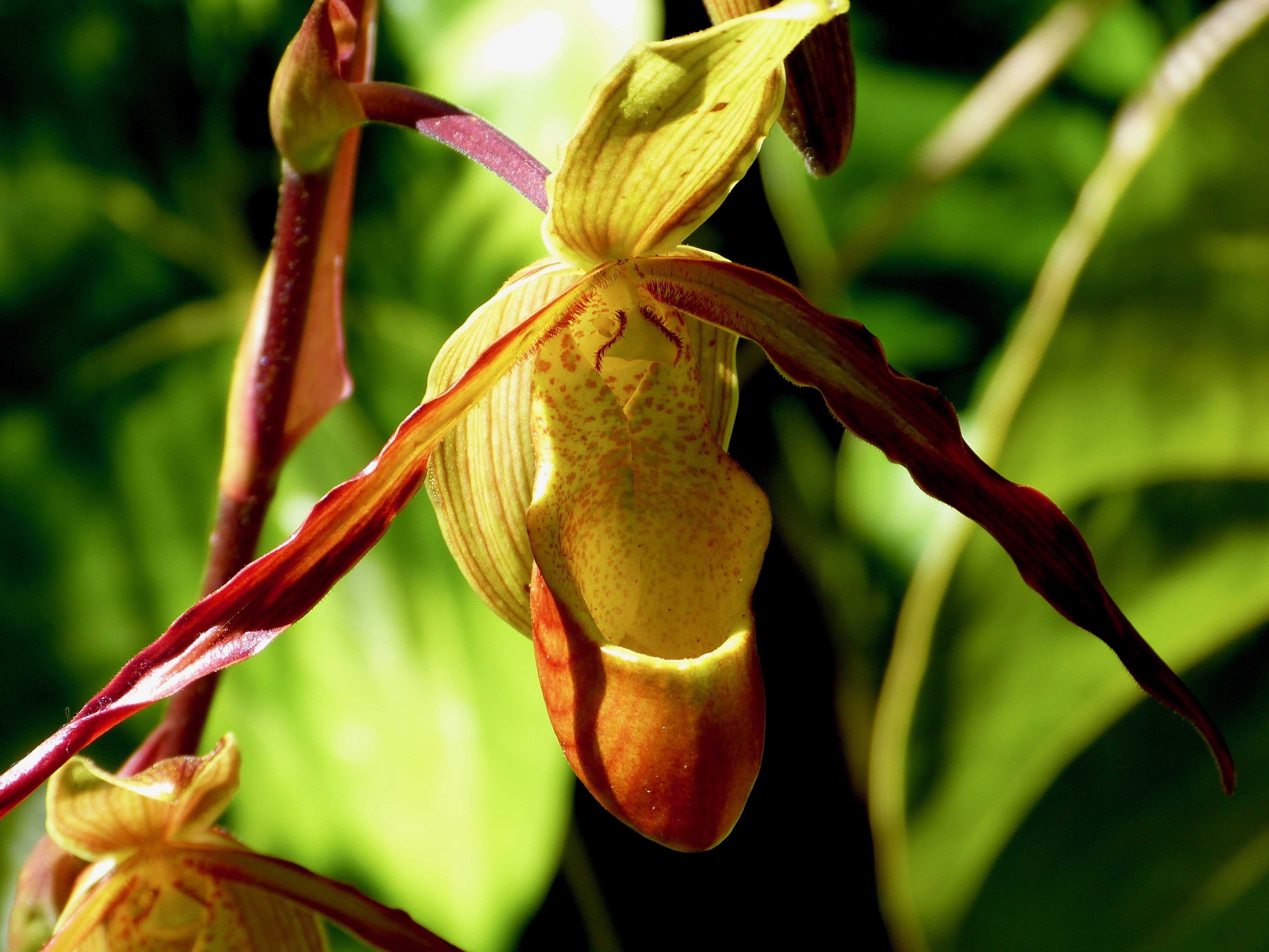 growth, lily, plant, flowers orchid, 4K, close-up, inflorescence, orchid, flowering plant, no people, flower, green color, petal, reunion island, outdoors, HD Wallpaper