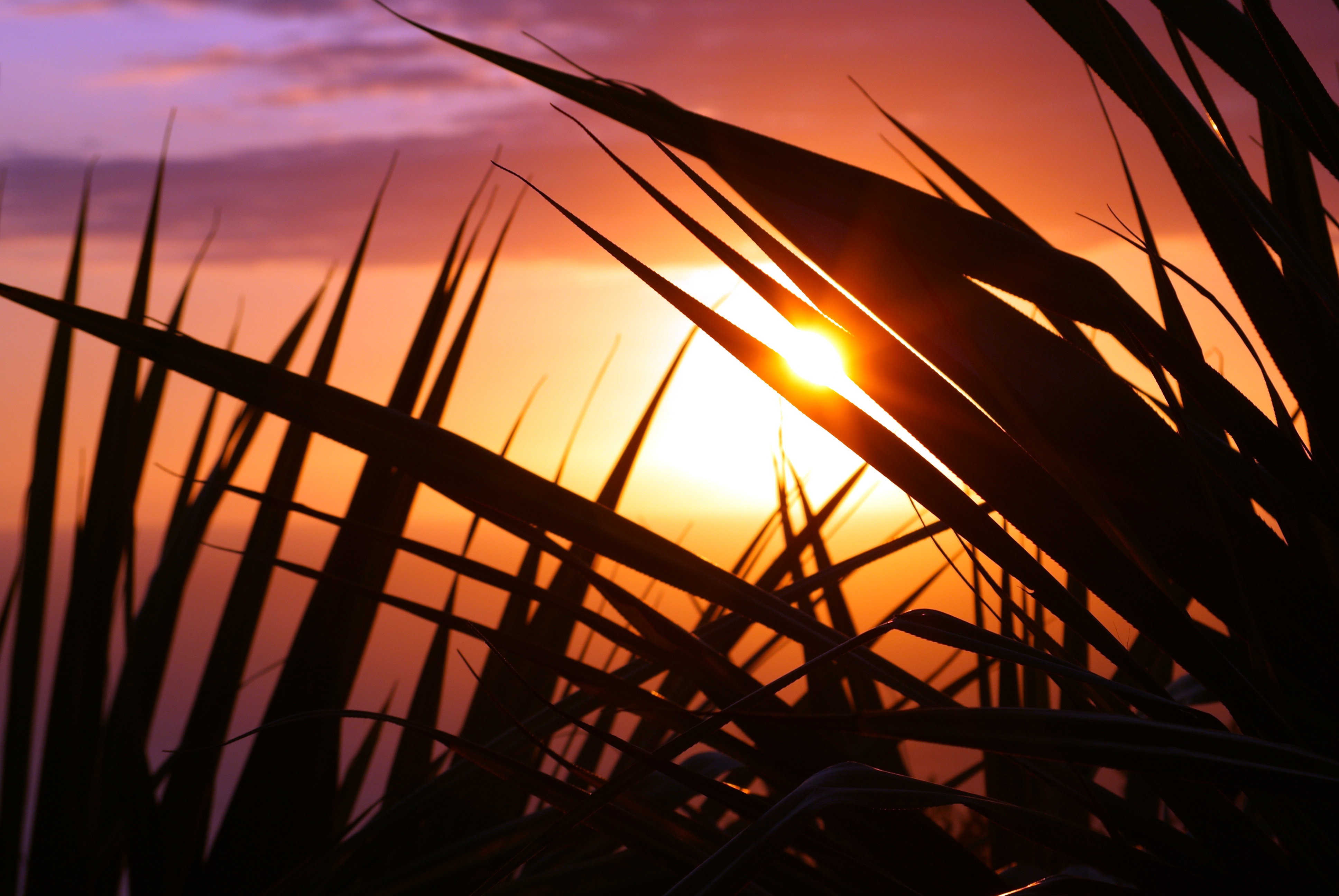indian ocean, plant, lens flare, silhouette, holiday, idyllic, cloud - sky, no people, sunset, evening, sea, sky, sun, sunlight, ocean, reunion island, HD Wallpaper