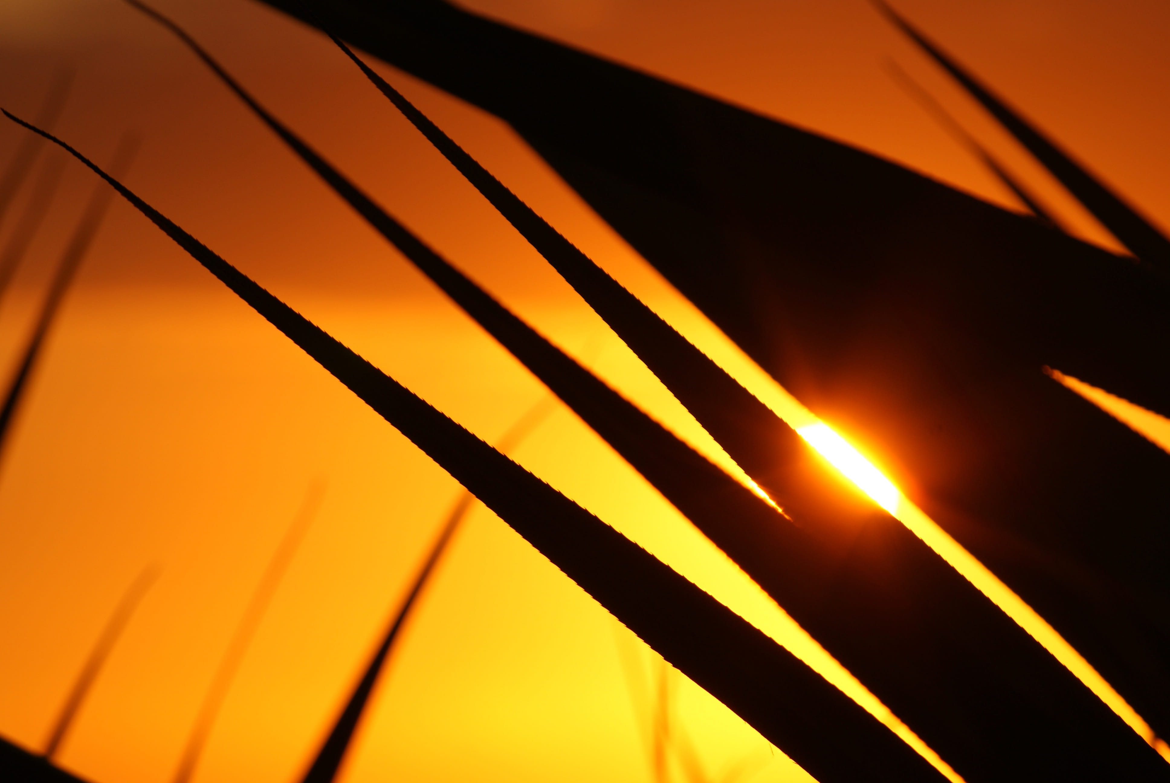 sun, sea, orange, ocean, holiday, side, fire, 4K, wheel, leaves, shadow, close-up, orange color, technology, inflamed, sky, sunset, indian ocean, silhouette, HD Wallpaper