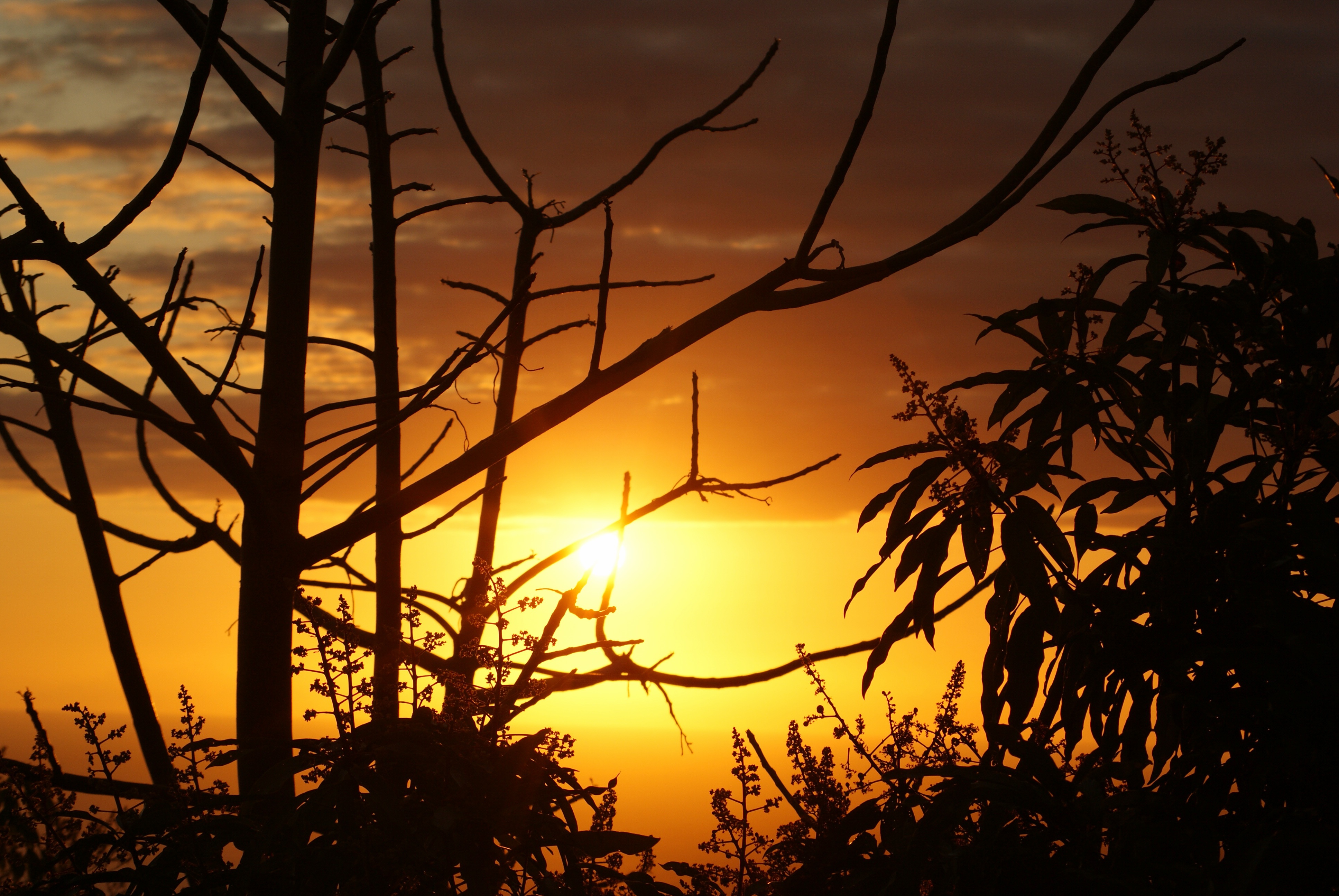 nature, tranquil scene, plant, light, orange, non-urban scene, sky, ocean, tranquility, holiday, branch, evening, idyllic, romantic sky, outdoors, tree, HD Wallpaper