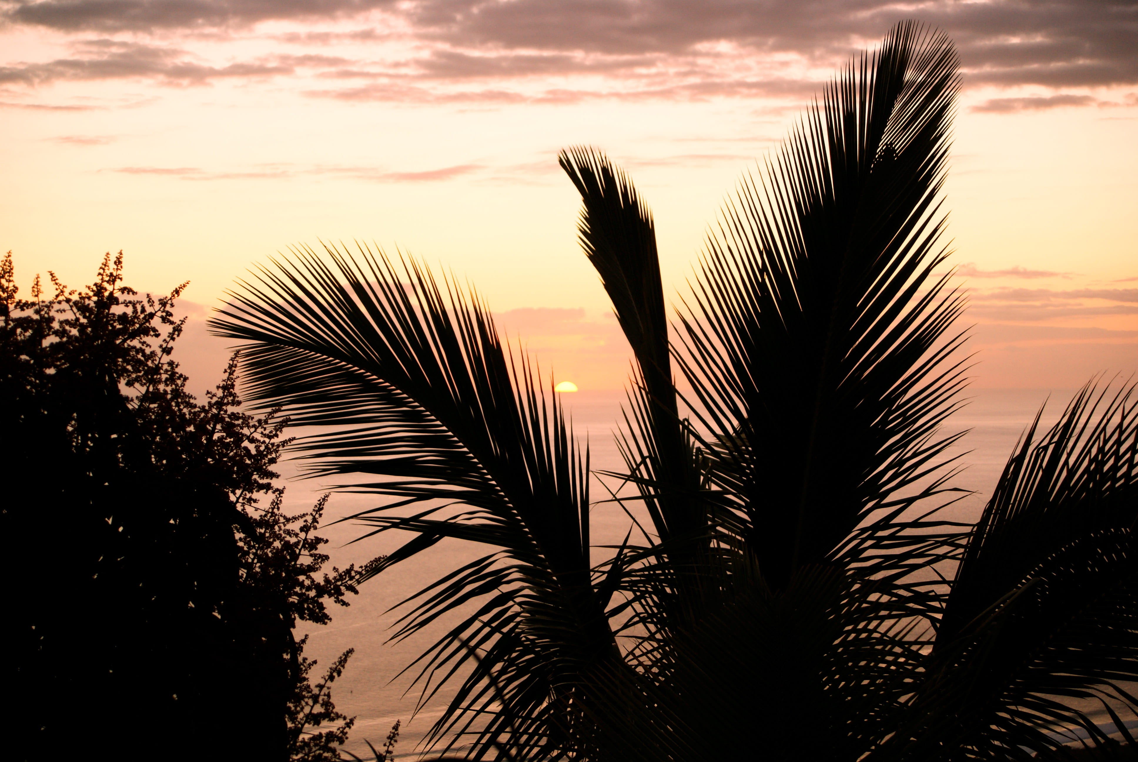 sunset, ocean, light, growth, palm, romantic sky, dramatic sky, indian ocean, scenics - nature, inflamed, no people, holiday, tranquil scene, orange color, HD Wallpaper