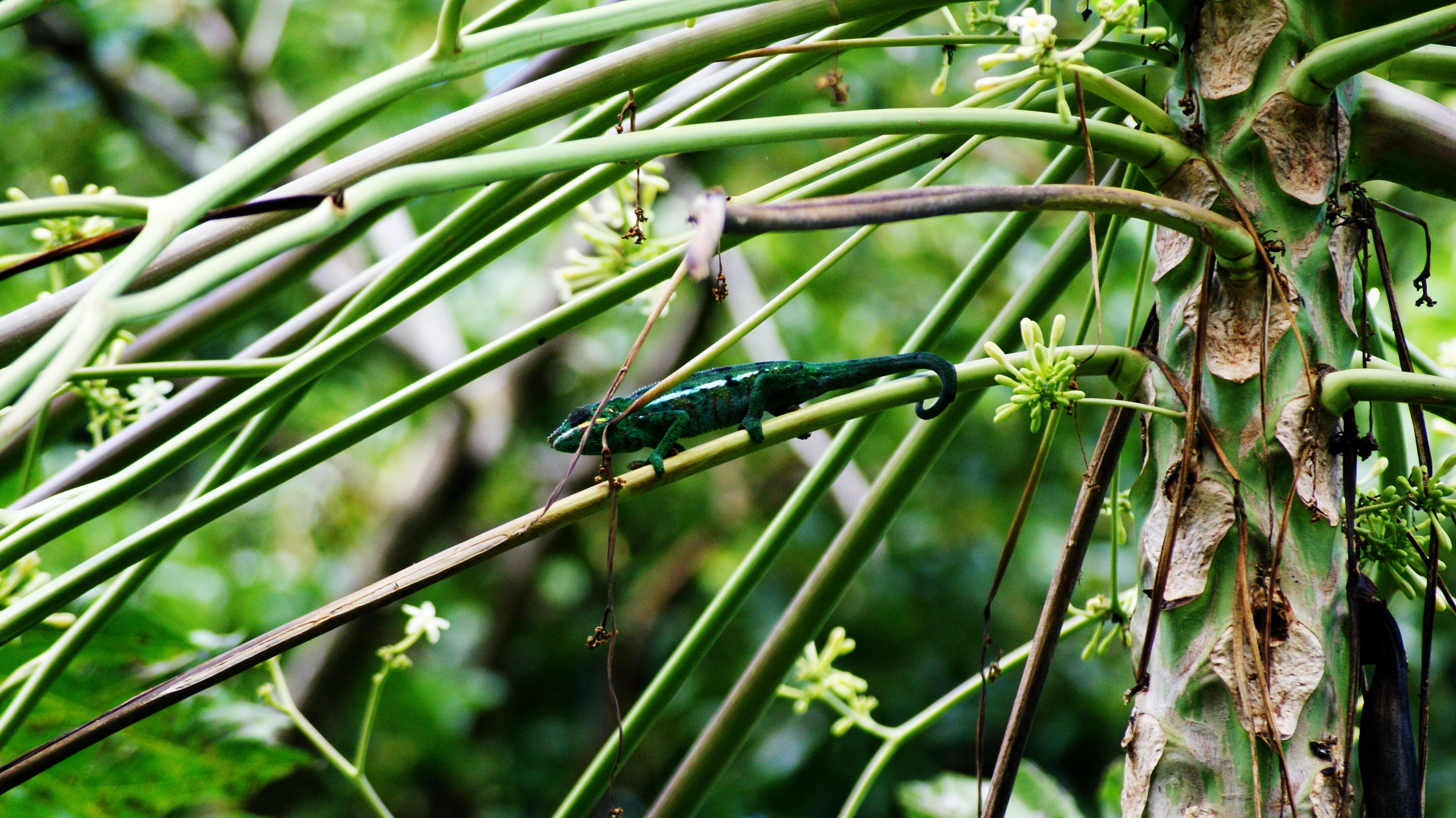 leaf, branch, no people, land, twigs, growth, freshness, tree, green color, food, food and drink, close-up, day, endemic, bamboo - plant, nature, 4K, animal wildlife, HD Wallpaper