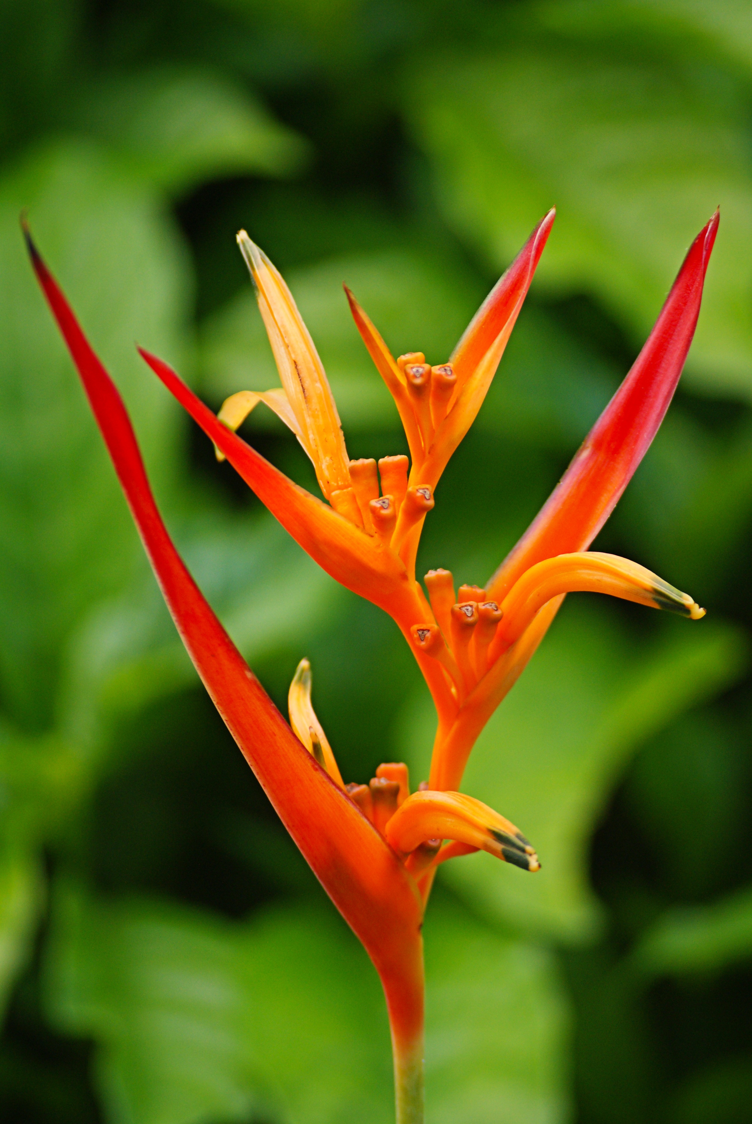 plant, bud, red, vulnerability, petal, bird of paradise, flower head, reunion island, day, flowering plant, growth, close-up, green color, leaves, beauty in nature, Phone HD Wallpaper