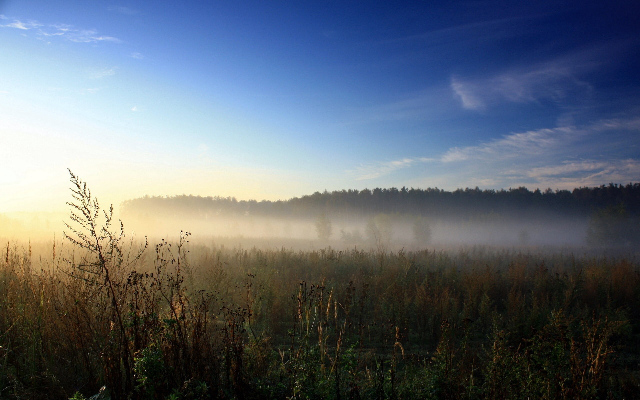 non-Urban Scene, herbs, light - Natural Phenomenon, environment, fog, forest, rural Scene, scenics - nature, land, autumn, idyllic, summer, awakening, backgrounds, HD Wallpaper