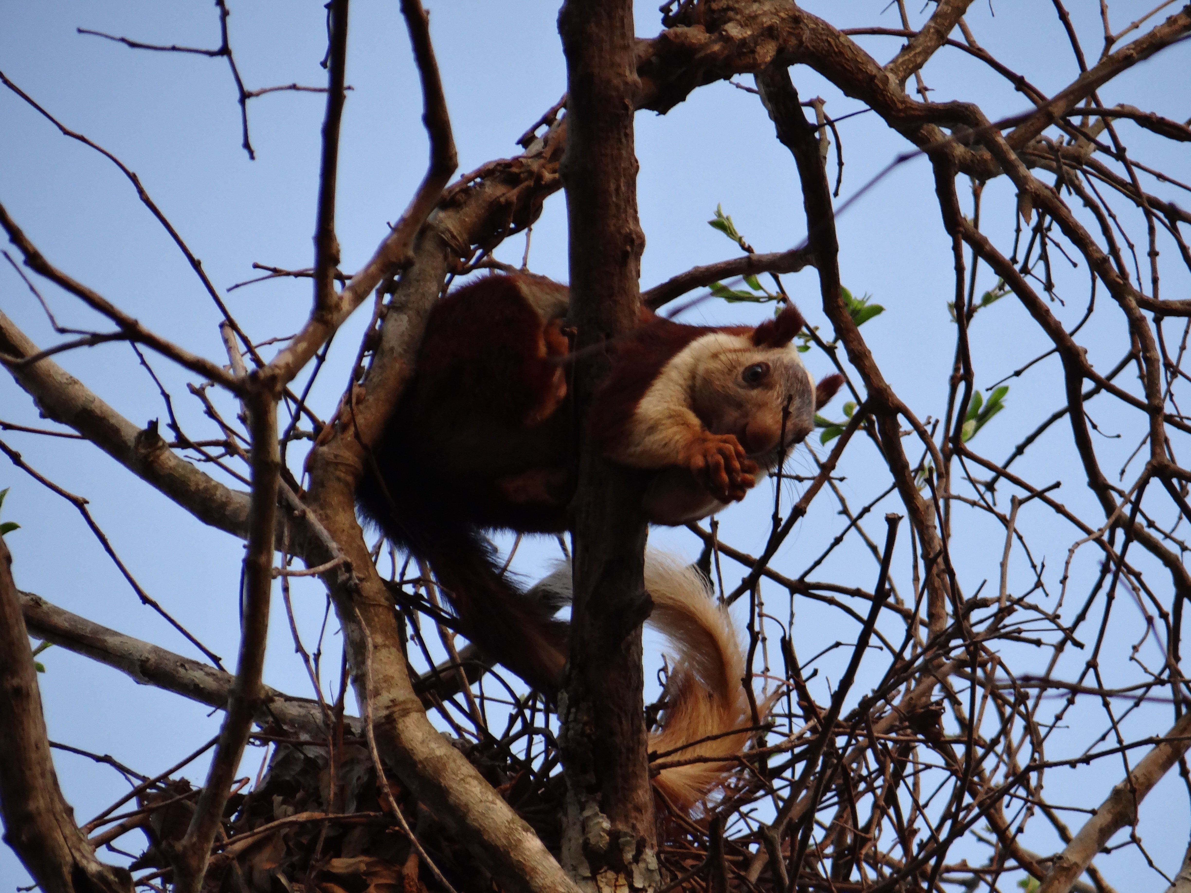 day, animals in the wild, vertebrate, nature, monkey, mammal, india, animal wildlife, no people, sky, animal, low angle view, bare tree, animal themes, HD Wallpaper