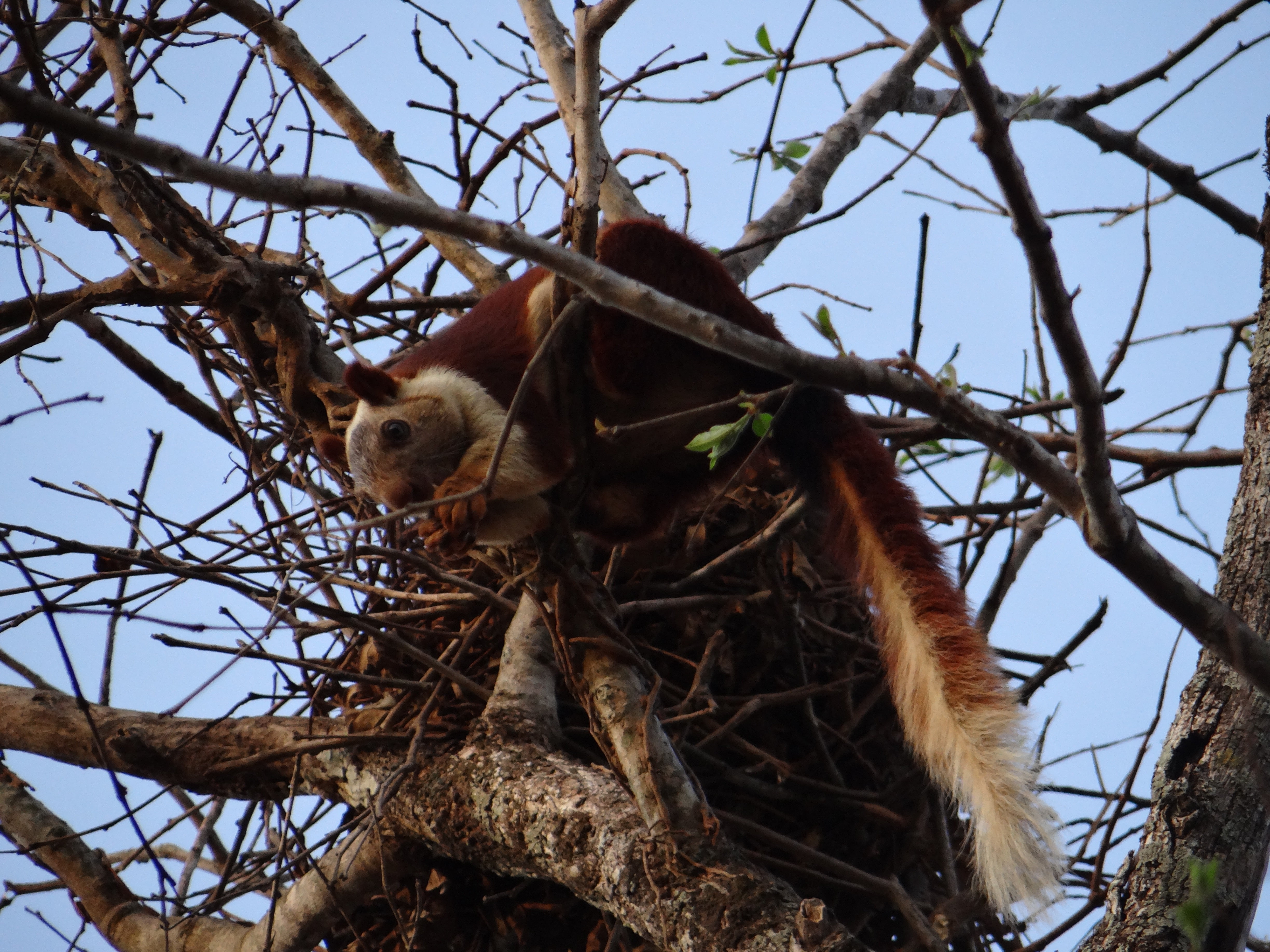 low angle view, animals in the wild, wildlife, holiday, one animal, animal, nature, tree, dandeli, india, bare tree, branch, rodent, mammal, day, animal themes, HD Wallpaper