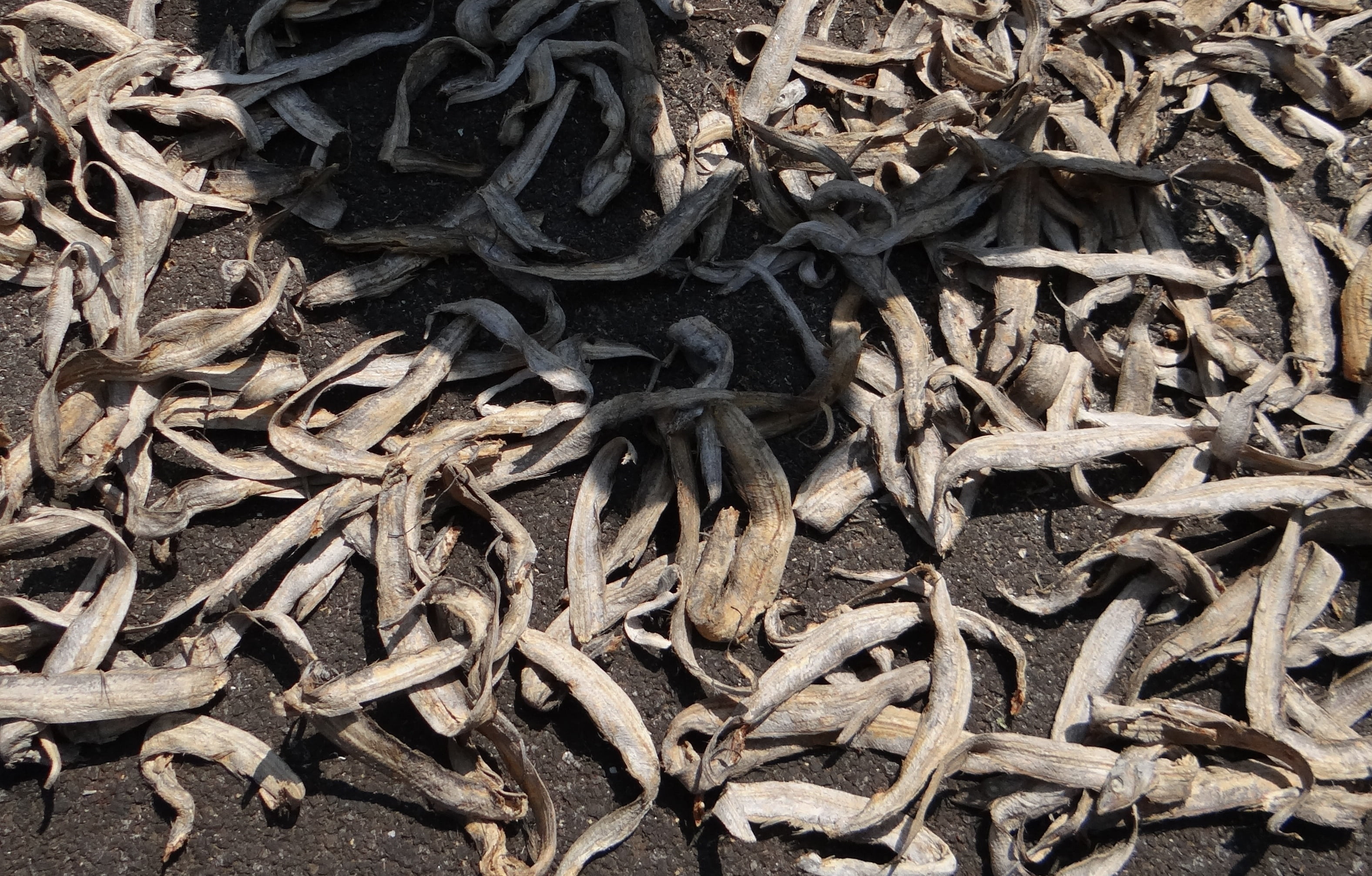 food, directly above, dry, fishing, india, outdoors, fish, drying, seafood, land, animals in the wild, messy, leaves, dandeli, brown, sundried, field, high angle view, HD Wallpaper