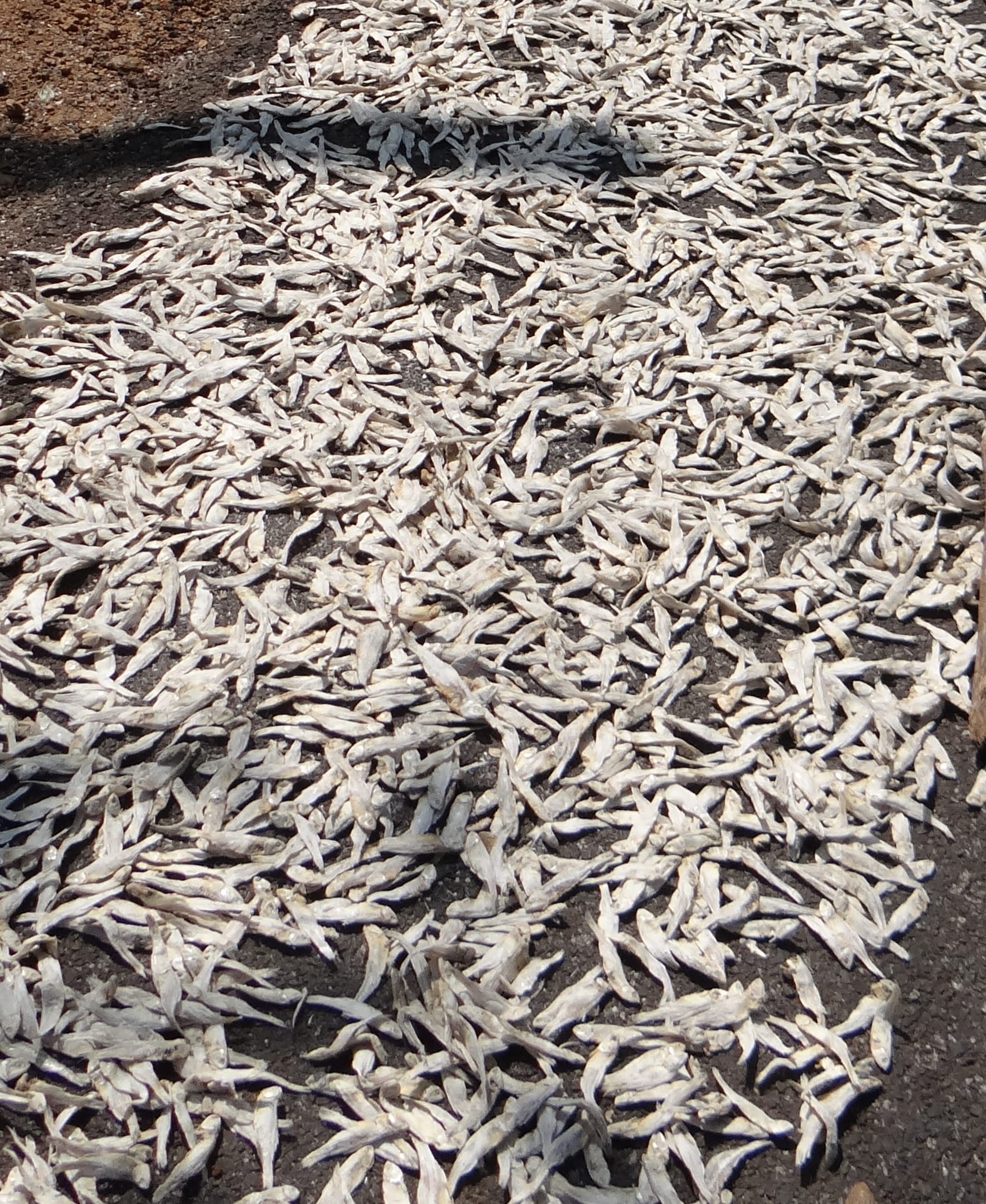salty, no people, stack, organism, full frame, Fish, Drying, gourmet, day, ray-finned fish, freshness, sardinella longiceps, animal, nature, wellbeing, Phone HD Wallpaper