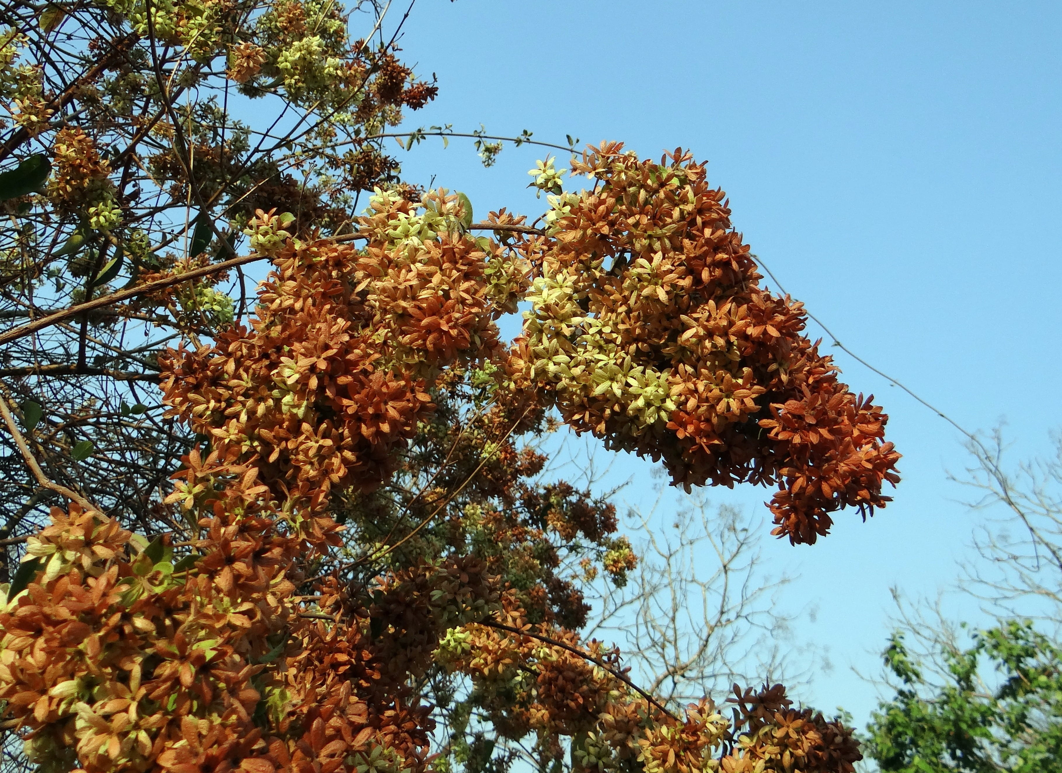 adivijama, india, calycopteris nutans, minnarakoti, getonia floribunda, sunlight, gaichho lata, dhonoti, outdoors, western ghats, dandeli, low angle view, HD Wallpaper