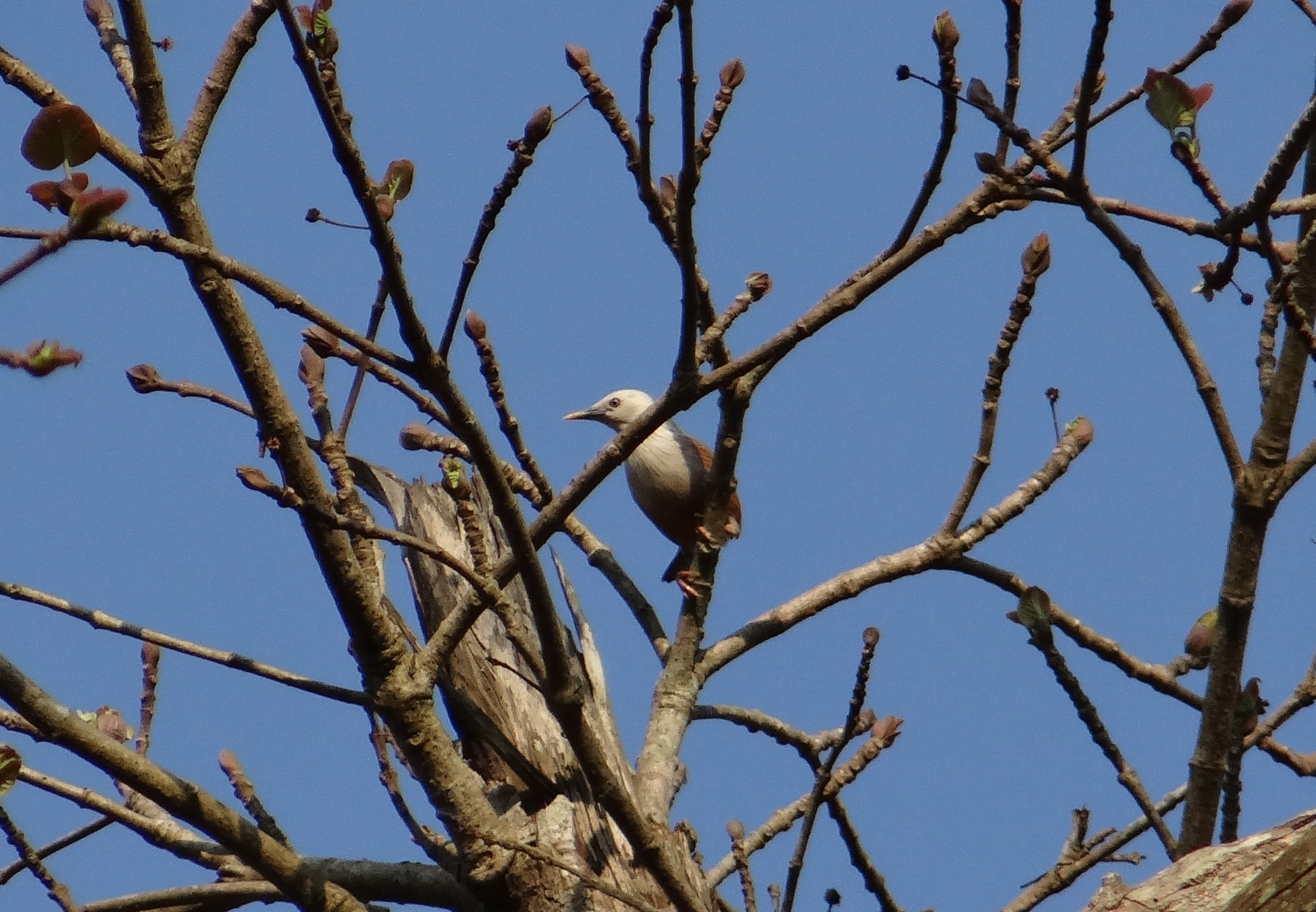animal wildlife, sky, animal, no people, tree, karnataka, 1080P, eagle, sturnia malabarica, animal themes, aves, vertebrate, blue, bare tree, branch, western ghats, HD Wallpaper
