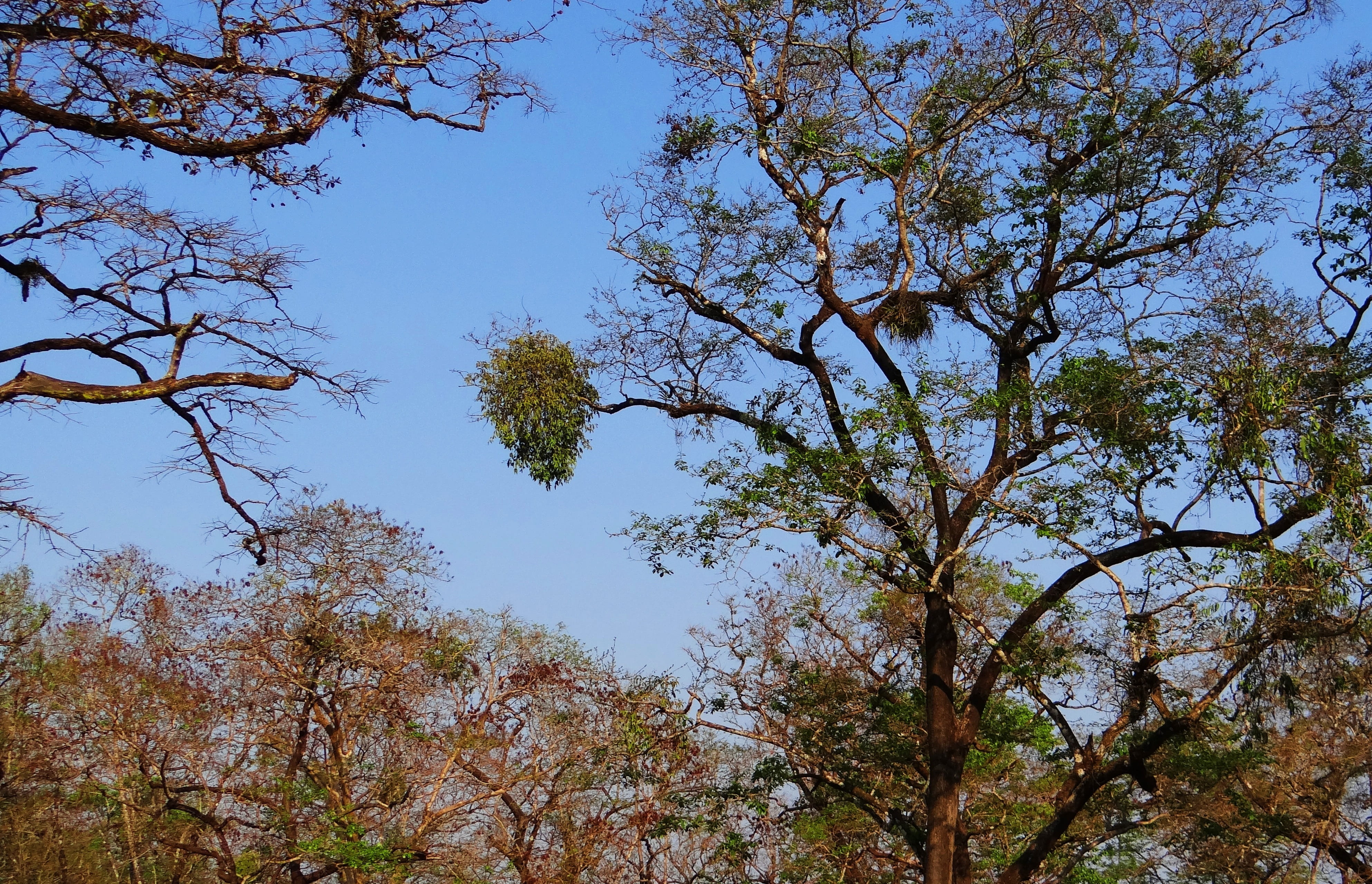 tranquility, forest, backgrounds, land, dandeli, no people, low angle view, outdoors, day, sky, growth, green color, Flora, plant, tropical, tree canopy, HD Wallpaper