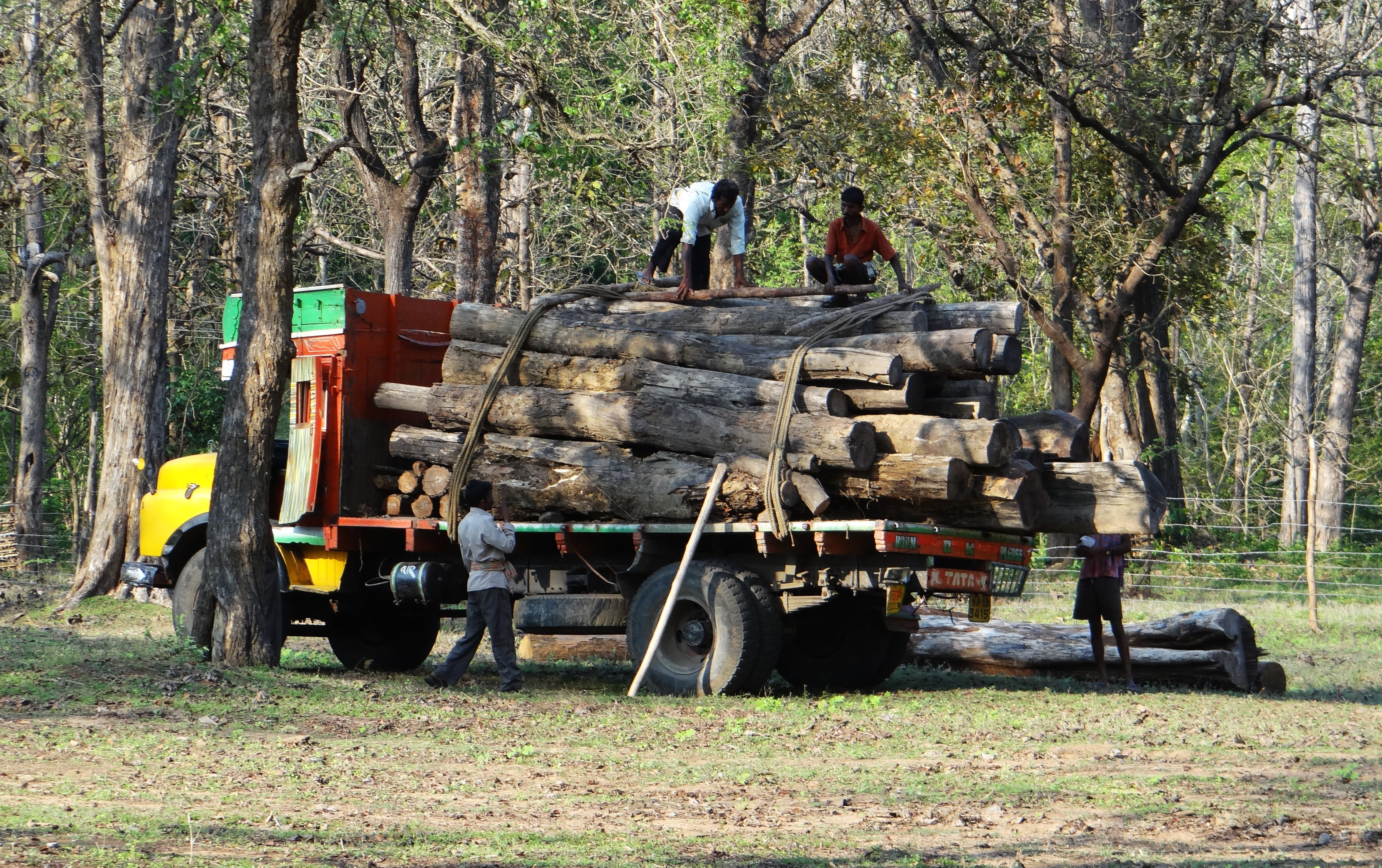transportation, mode of transportation, forestry, plant, land, outdoors, lorry, logs, people, machinery, agricultural machinery, 4K, nature, depot, karnataka, HD Wallpaper
