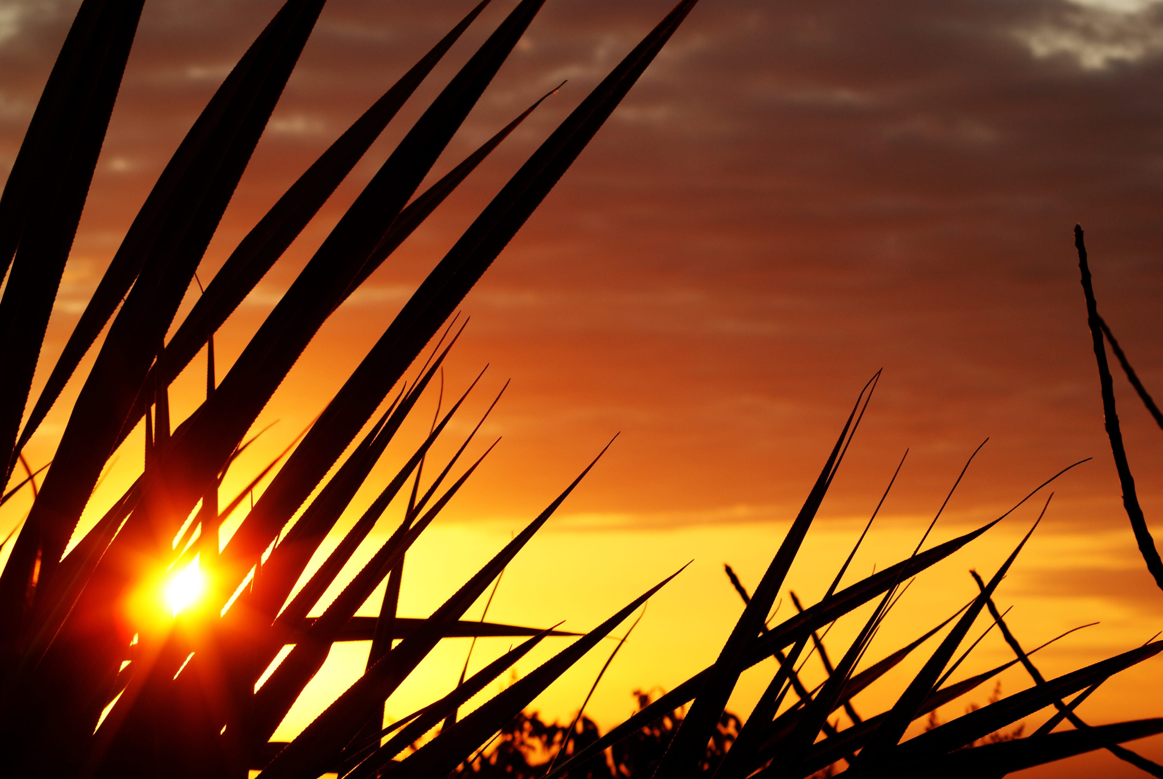 4K, outdoors, sunlight, plant, agriculture, sunrise - Dawn, cloud - sky, blade of grass, no people, summer, silhouette, ocean, beauty in nature, growth, HD Wallpaper