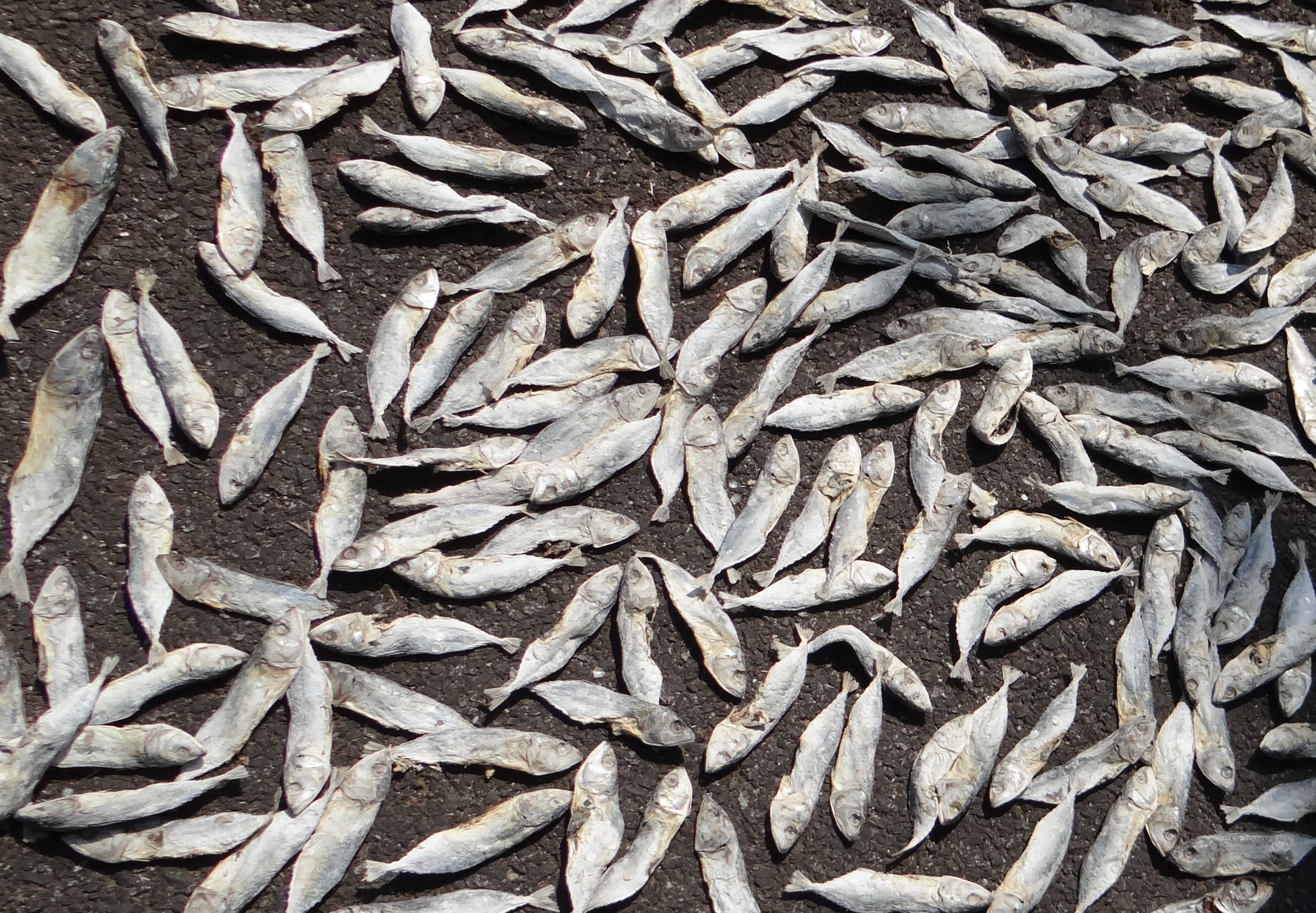 sea-fish, salted, no people, animal, indian oil sardine, textured, fish, still life, heap, abundance, outdoors, full frame, seafood, backgrounds, healthy eating, HD Wallpaper