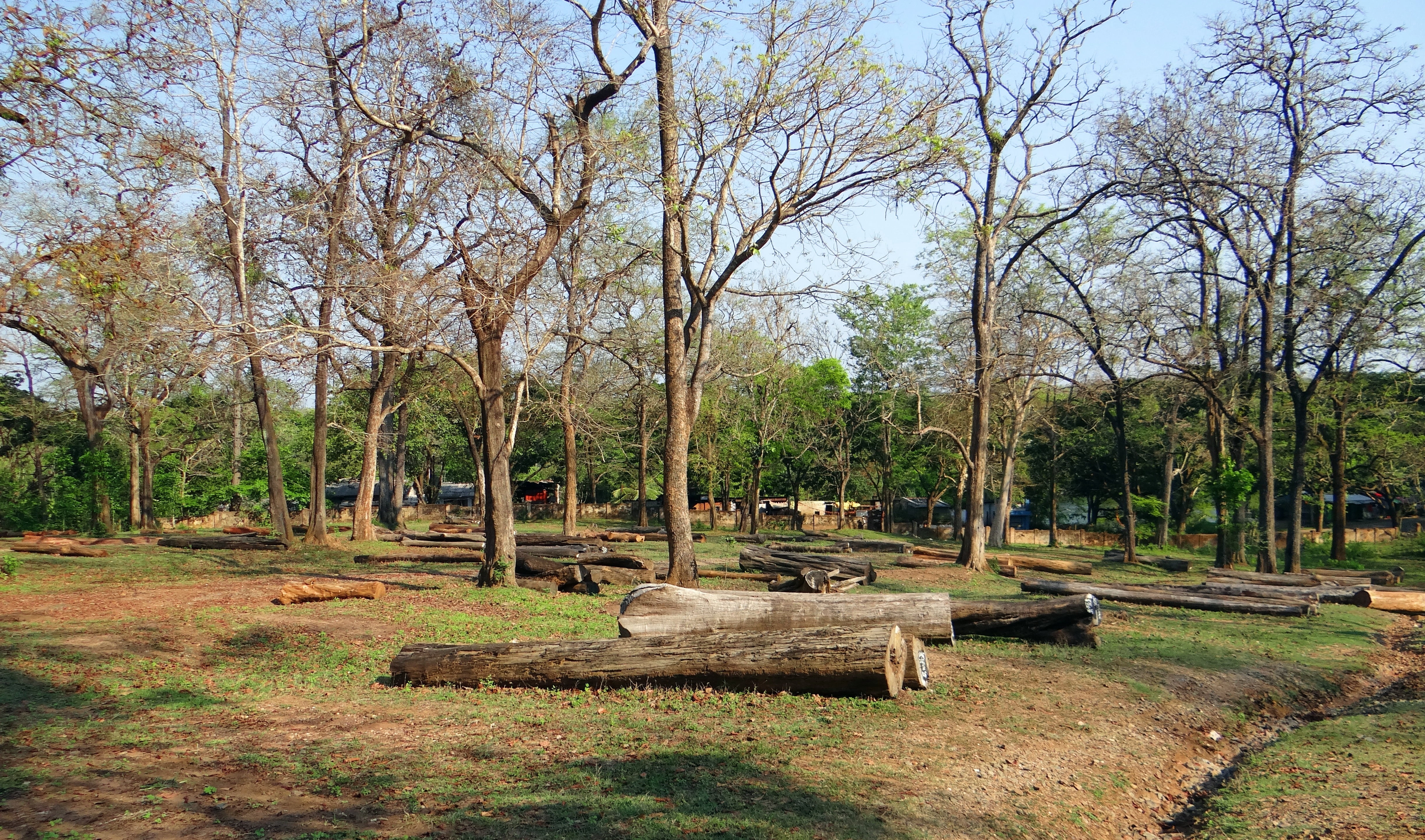 pile, nature, park bench, logging, growth, 4K, lumber, bench, seat, grass, beauty in nature, dandeli, green color, land, tree trunk, forest, outdoors, HD Wallpaper