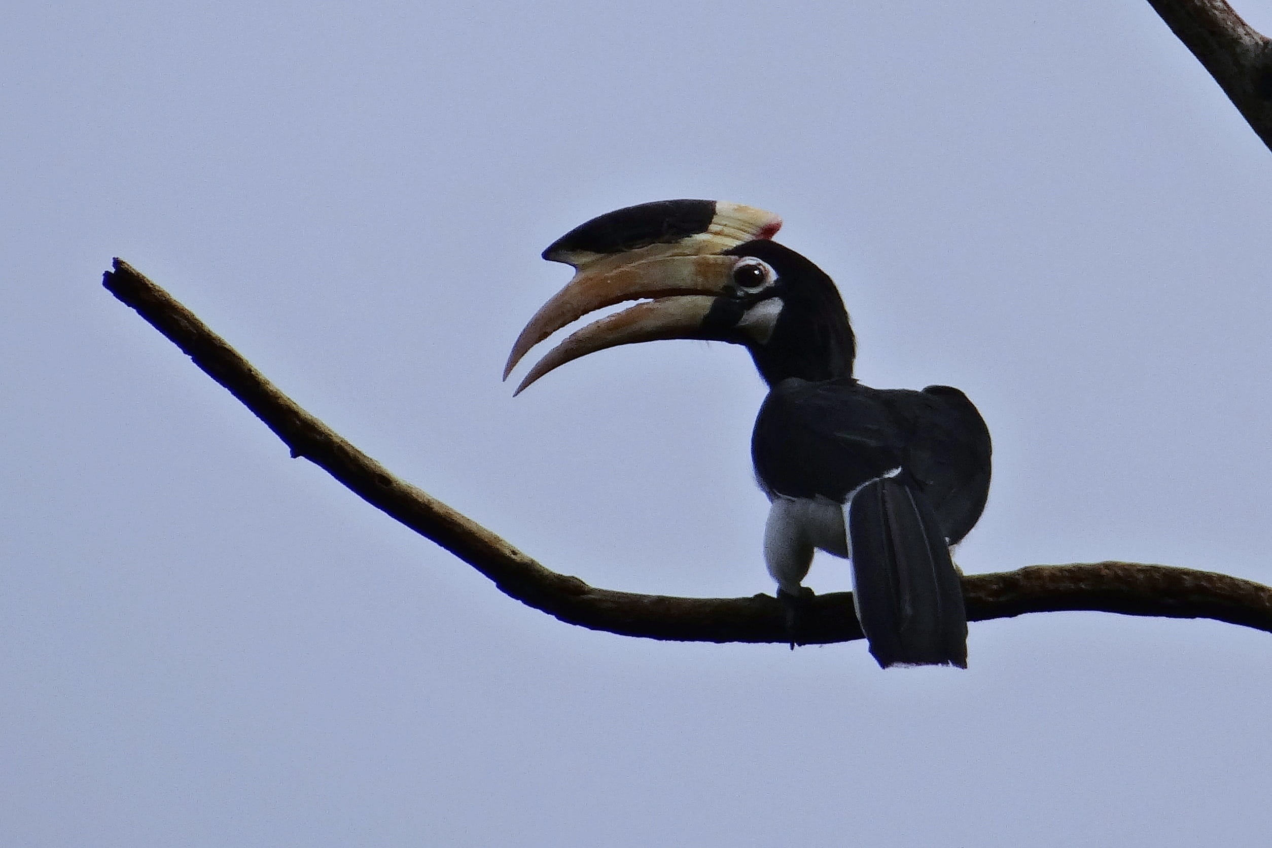 anthracoceros coronatus, dandeli, low angle view, eagle, day, animal themes, bird, sky, no people, india, beak, animal, tree, hornbill reserve, animals in the wild, HD Wallpaper