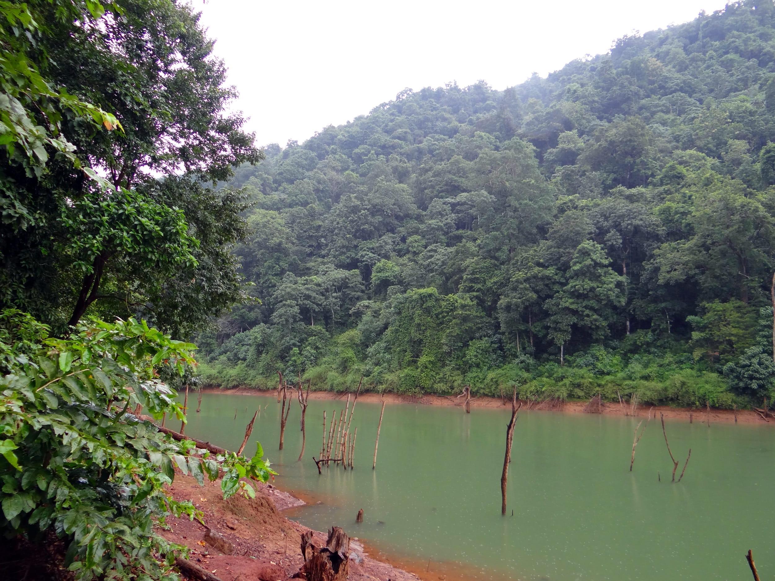 plant, Kali River, wilderness, wild, lush foliage, 1080P, rainforest, land, outdoors, Western Ghats, green color, nature, scenic, day, environment, foliage, HD Wallpaper