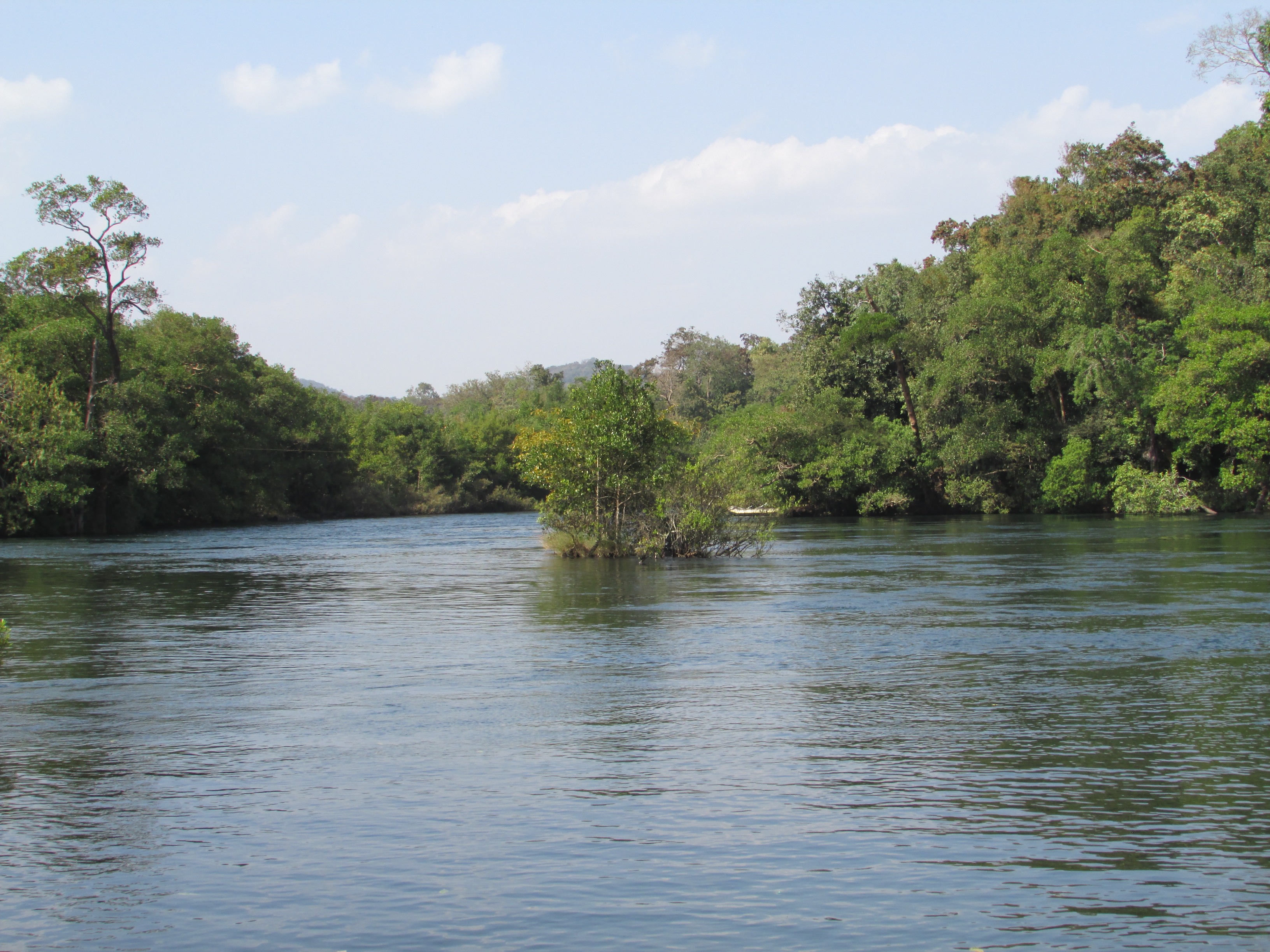nature, green color, scenics - nature, no people, forest, land, outdoor, growth, non-urban scene, outdoors, scenic, tranquil, dandeli, wilderness, dharwad, HD Wallpaper