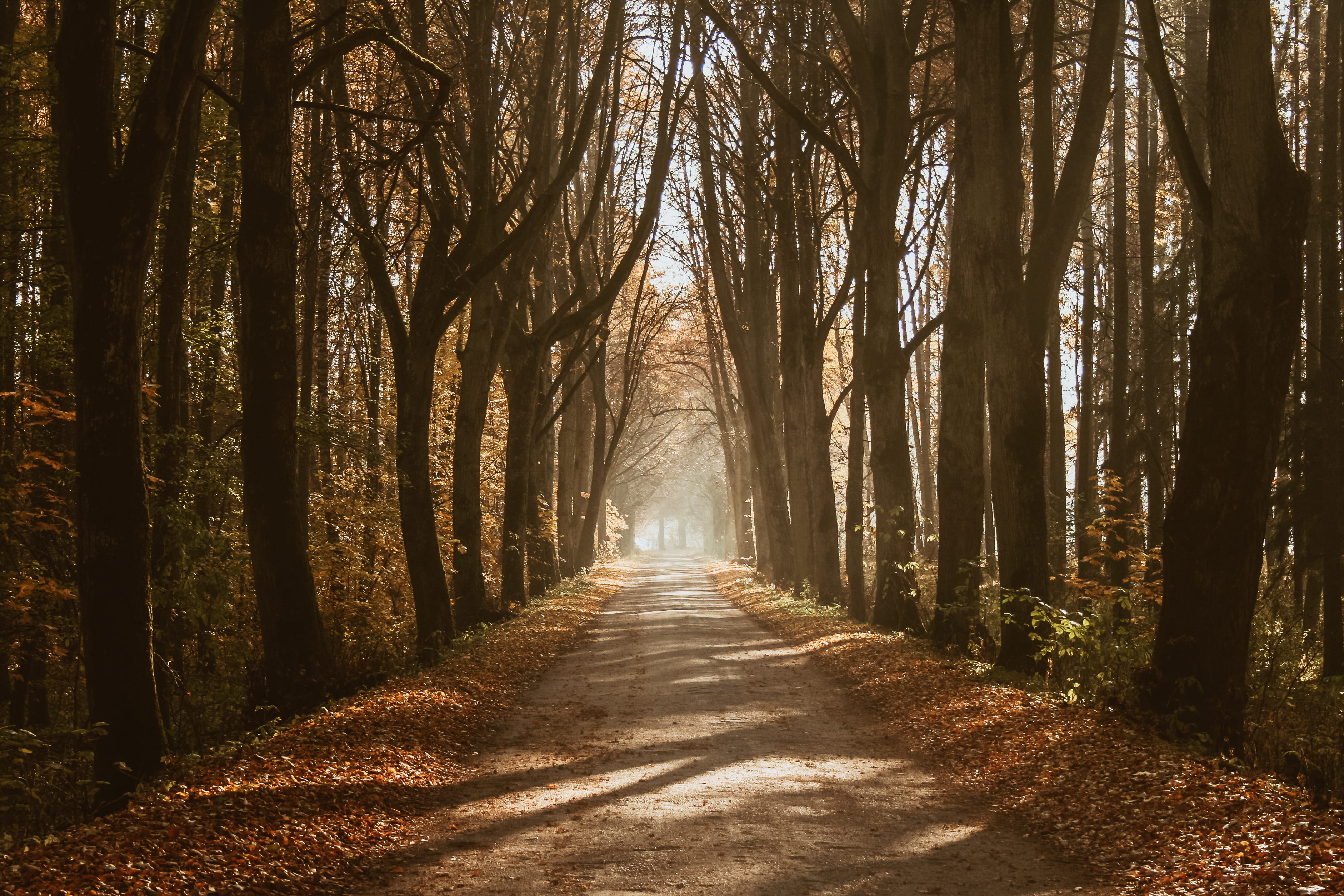 woodland, bamboo - plant, land, sunray, autumn, brown, direction, sun ray, tree trunk, leaf, day, change, diminishing perspective, 2K, outdoors, alley, HD Wallpaper
