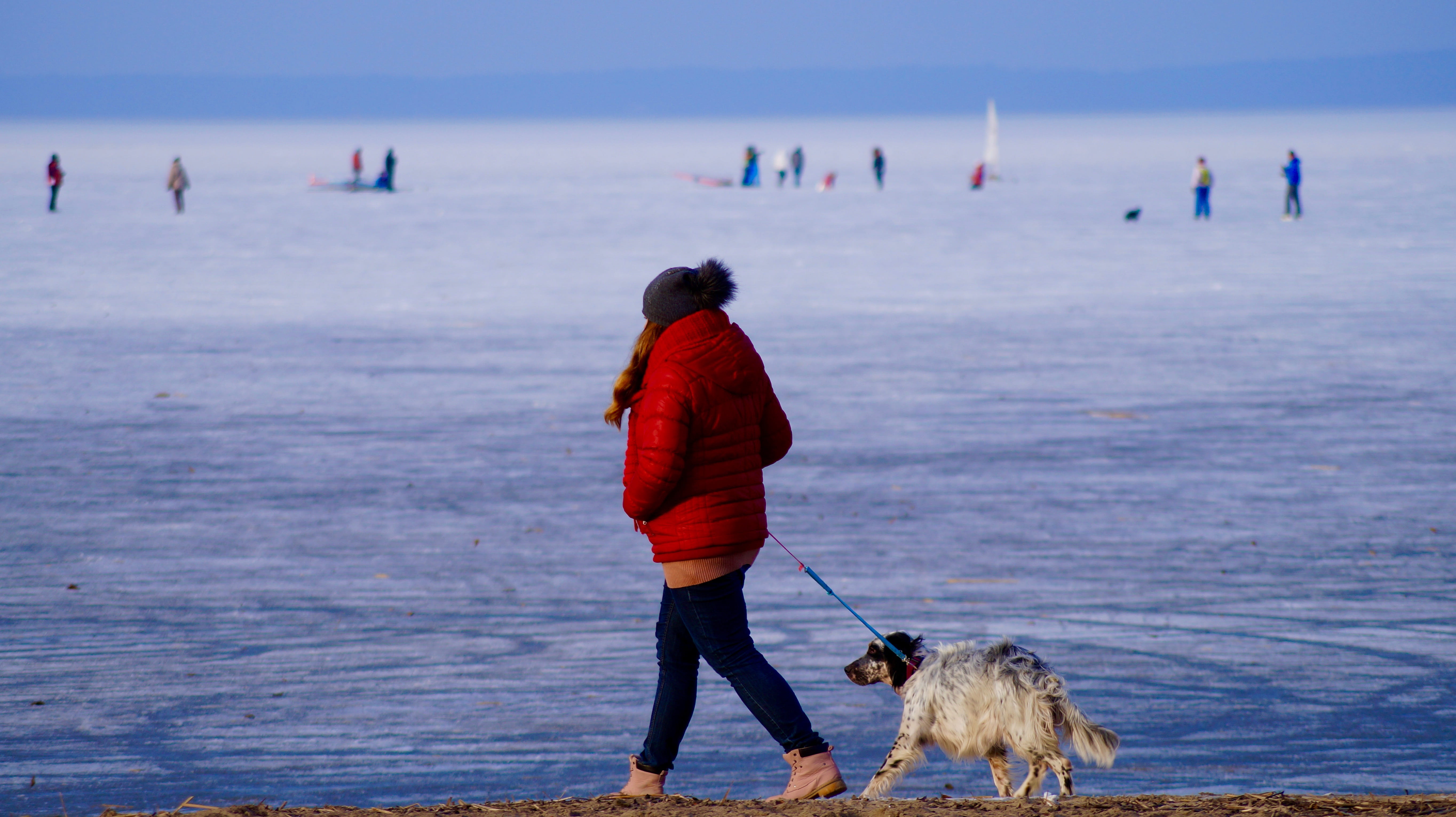 view, mammal, real people, frost, group of people, frozen water, suchacz, sea, water, one animal, land, nature, canine, Poland, beach, dog, Vistula Lagoon, HD Wallpaper