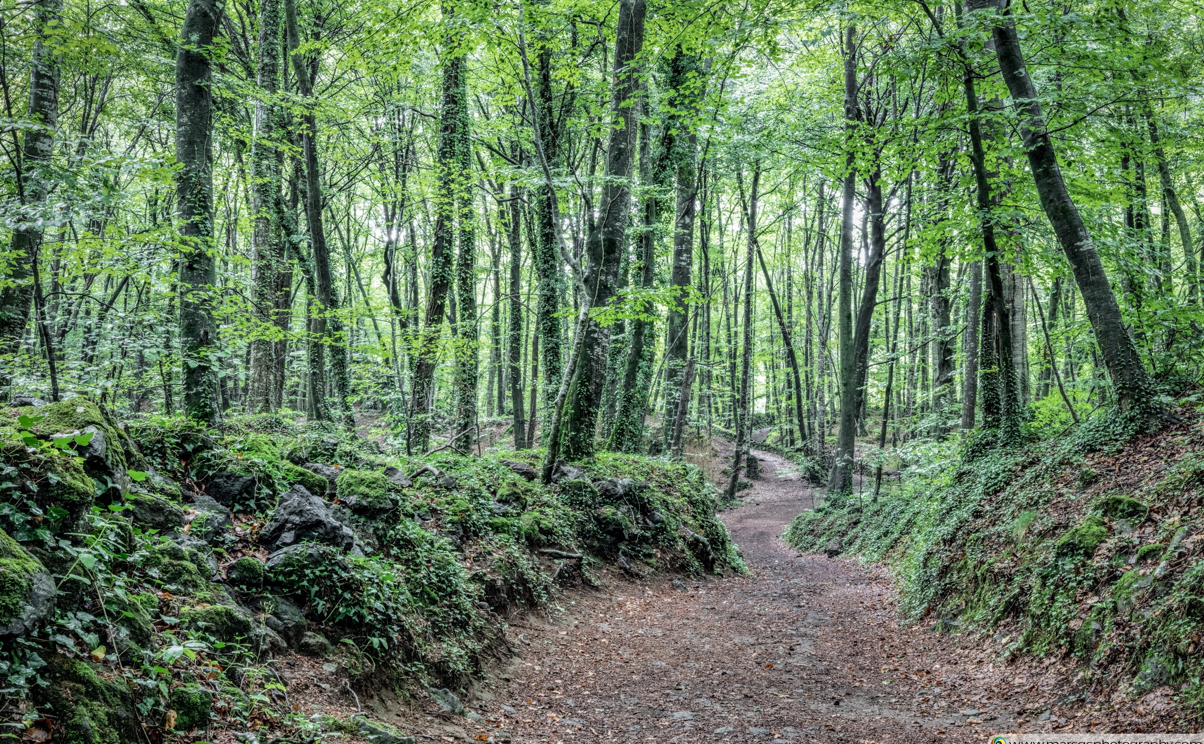 Beech, lafagedadenjorda, Forests, catalunya, Peaceful, den, la, Spain, Nature, Forest, beechwood, jord, Woods, catalonia, girona, Path, Calm, Summer, fageda, HD Wallpaper
