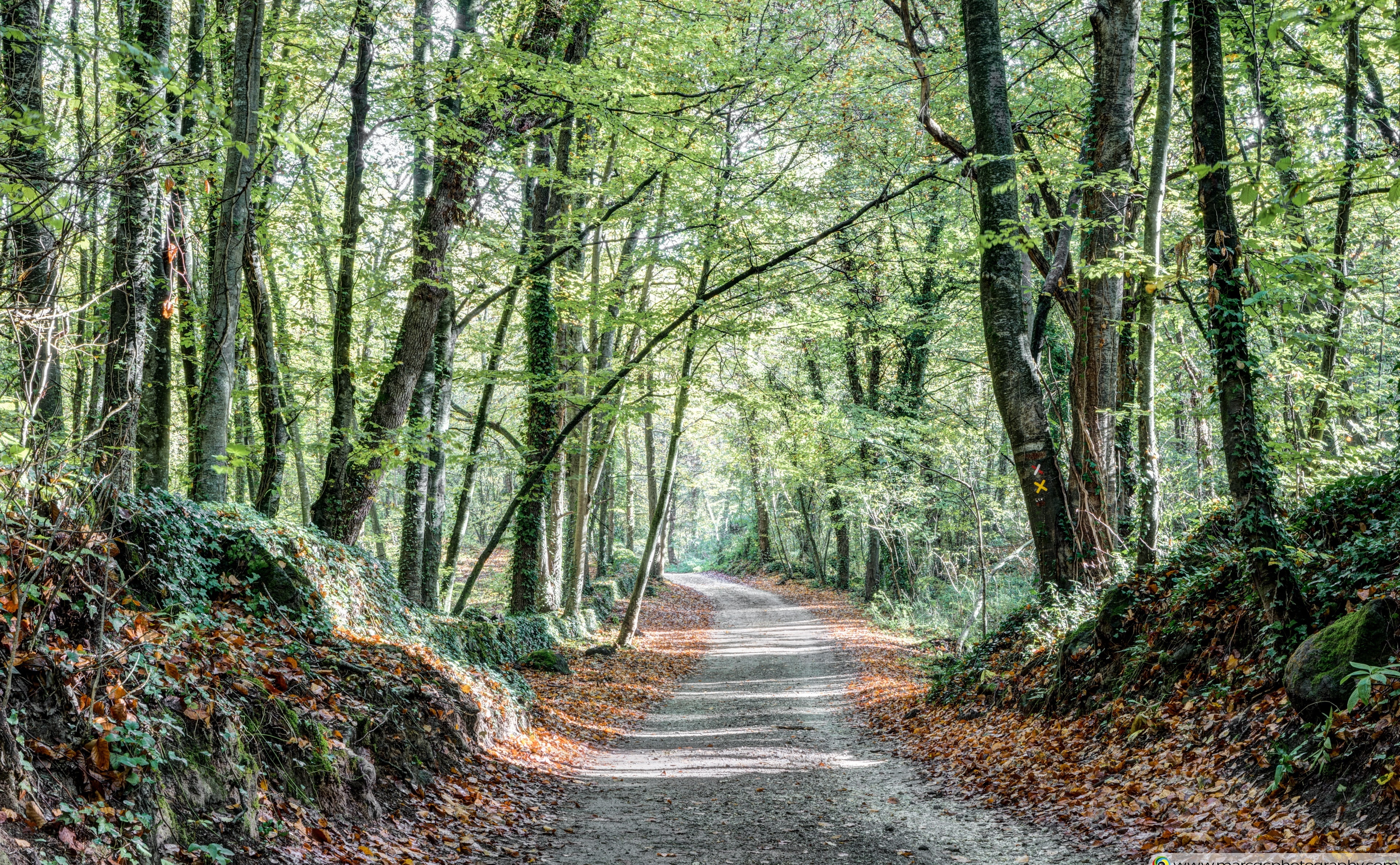 tranquility, plant, 4K, road, green, outdoors, diminishing perspective, tree, Nature, beauty in nature, path, day, fageda, bamboo - plant, non-urban scene, HD Wallpaper