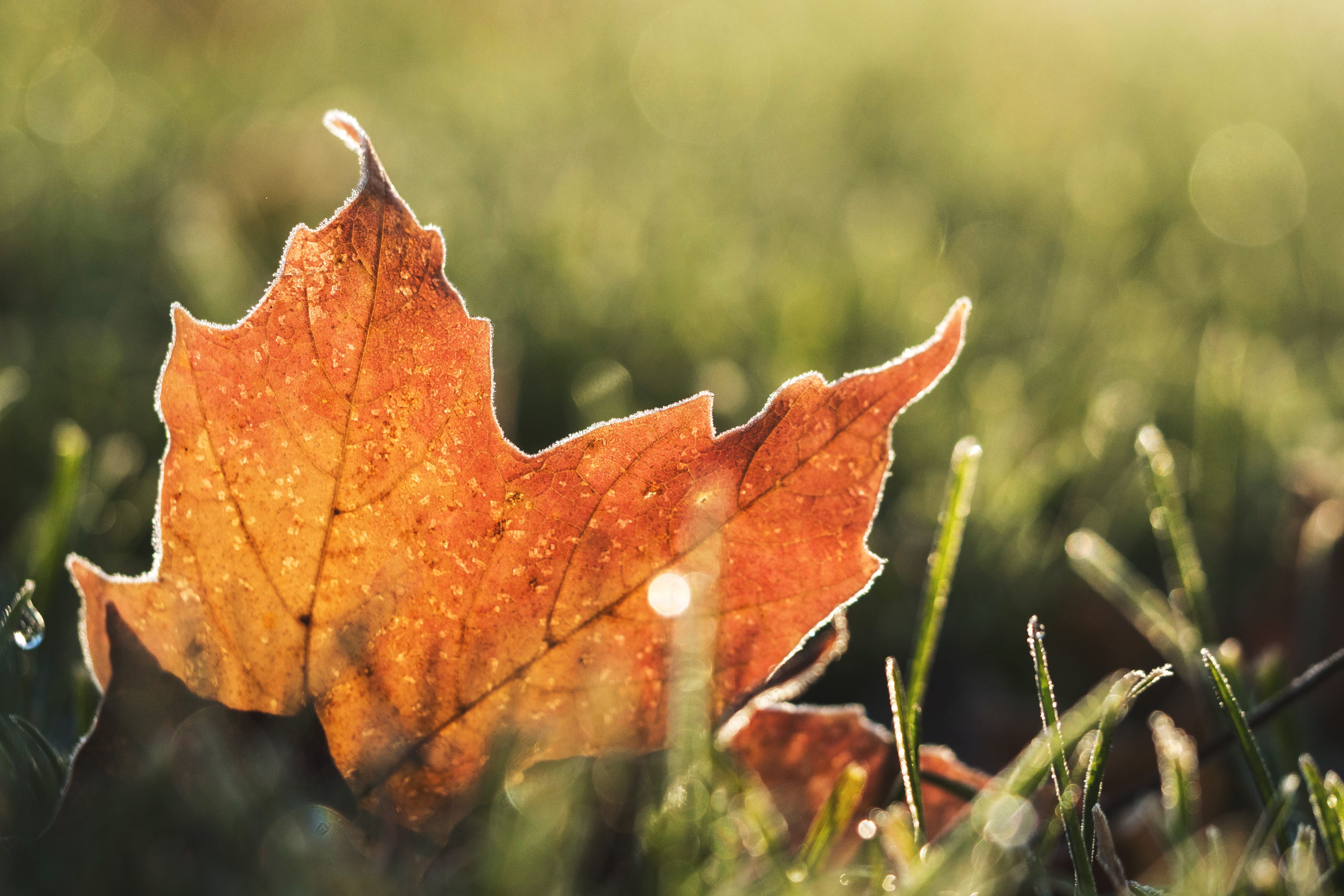 change, nature, multi Colored, beauty In Nature, land, backgrounds, ground, orange Color, leaf vein, growth, day, selective focus, leaves, no people, fall, HD Wallpaper