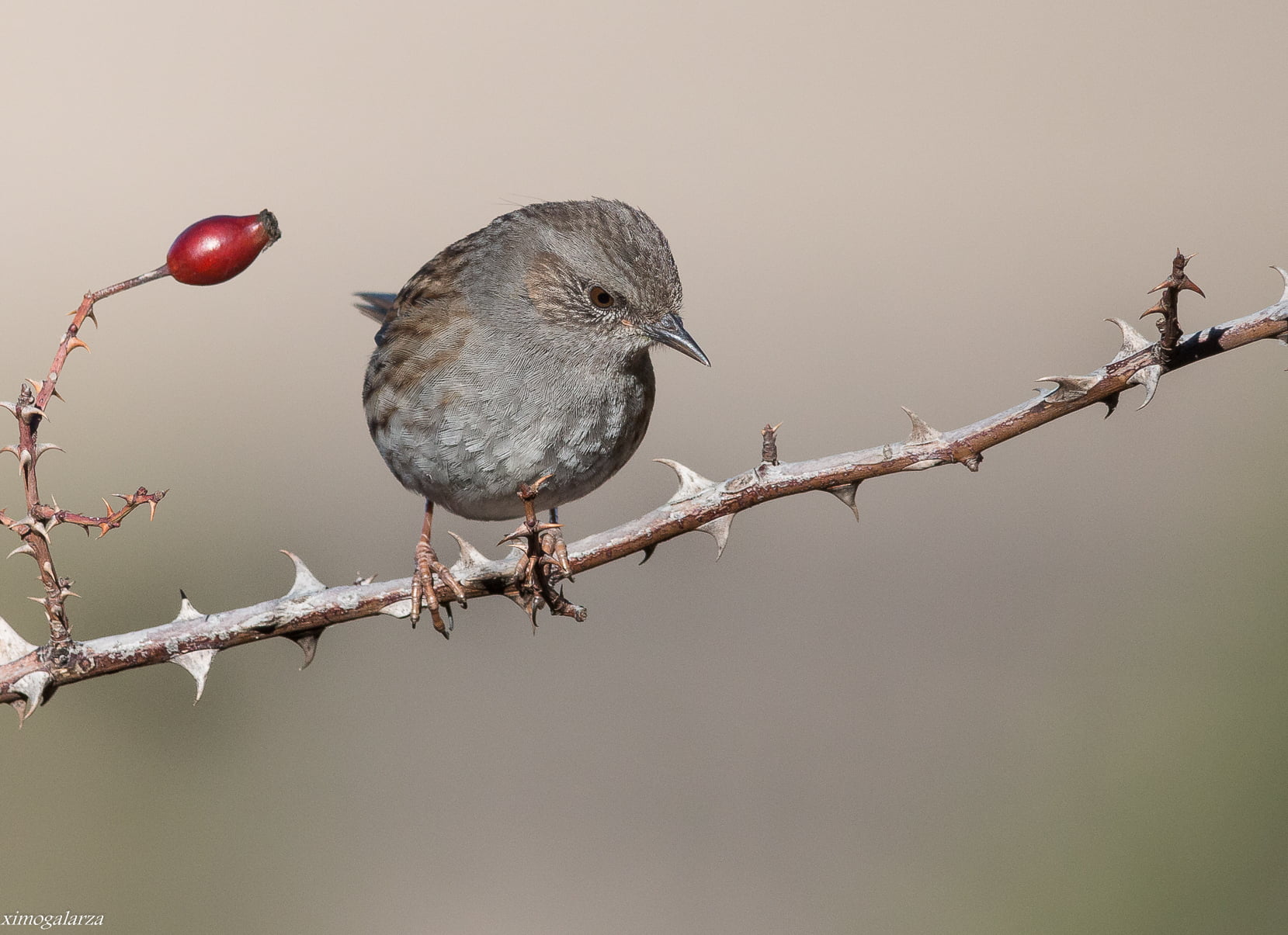 branch, prunella, bird, de, animal, Pardal, wildlife, 720P, modularis, nature, gray, Prunella modularis, brown, HD Wallpaper