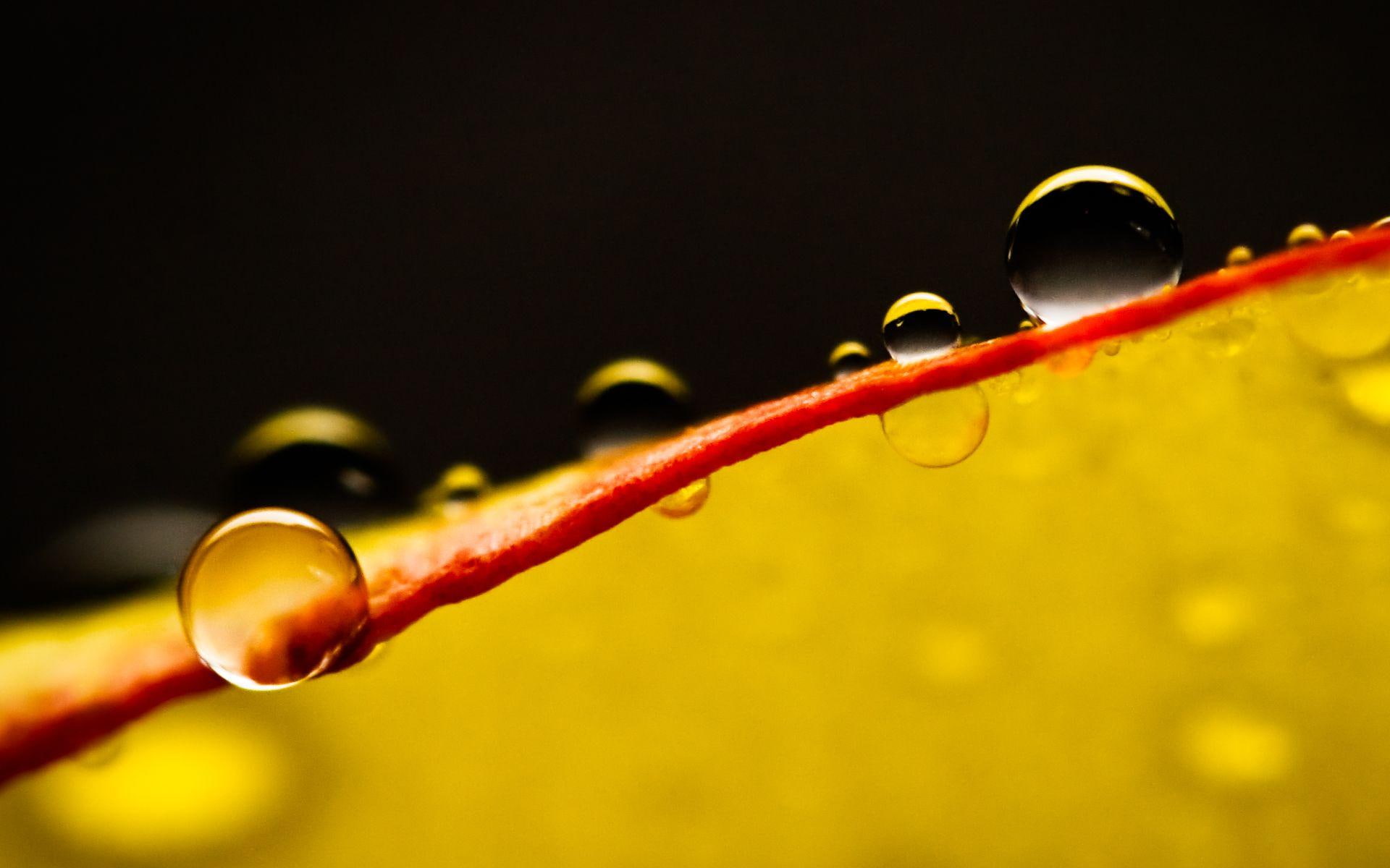 dewdrops, 1080P, water, flowers, drops, waterdrops, nature, nature and l, rain, ix, raindrops, dew, petals, HD Wallpaper