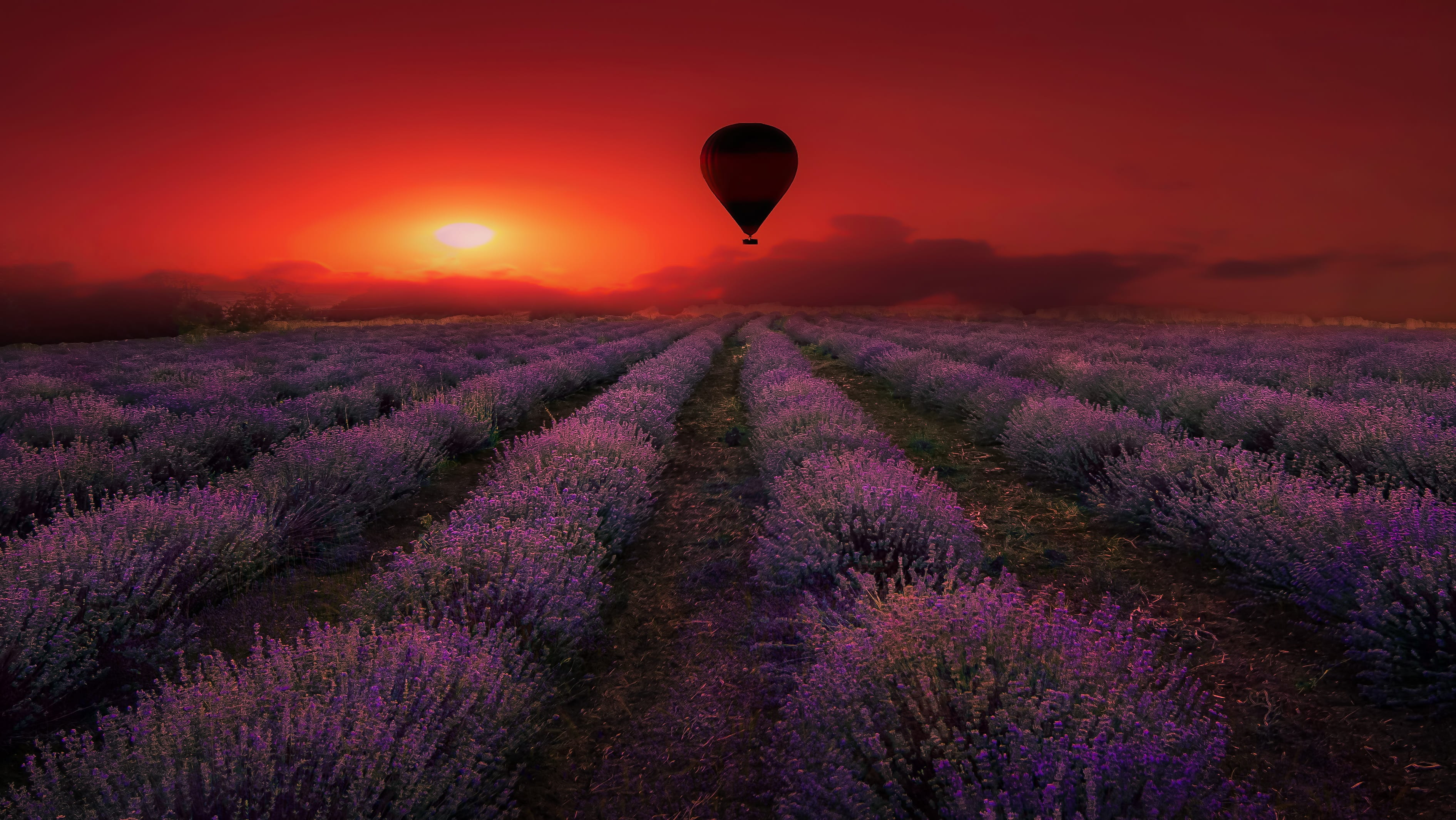 lavender, flora, land, flowers, nature, fragrance, provence, 2K, environment, outdoors, summer, lamiaceae, violet, petals, france, sunset, field, sky, HD Wallpaper