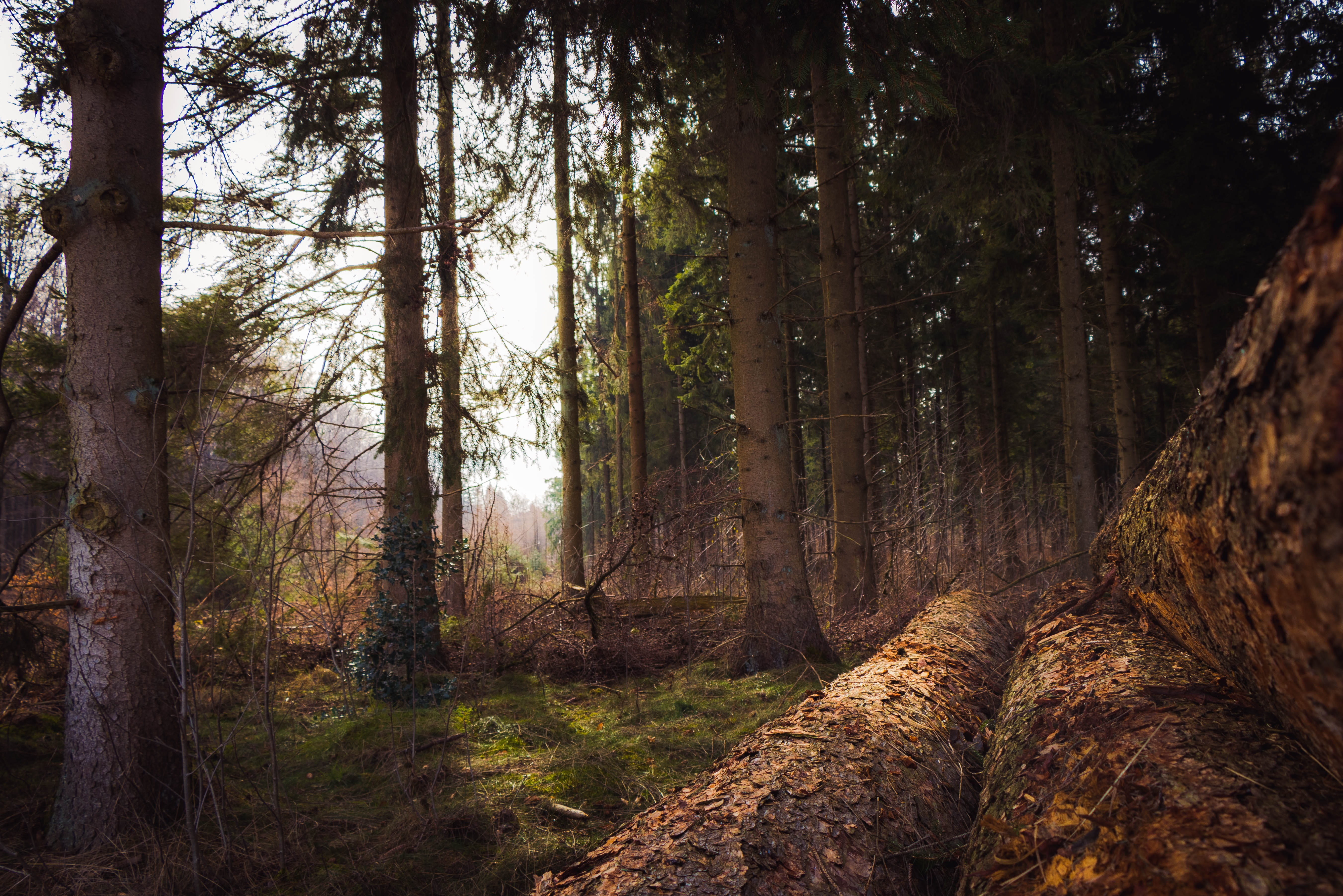 trunk, wood - material, 5K, l, sky, tranquility, no people, outdoor, day, high, wood, plant, green, white, nature, environment, black, land, woodland, HD Wallpaper