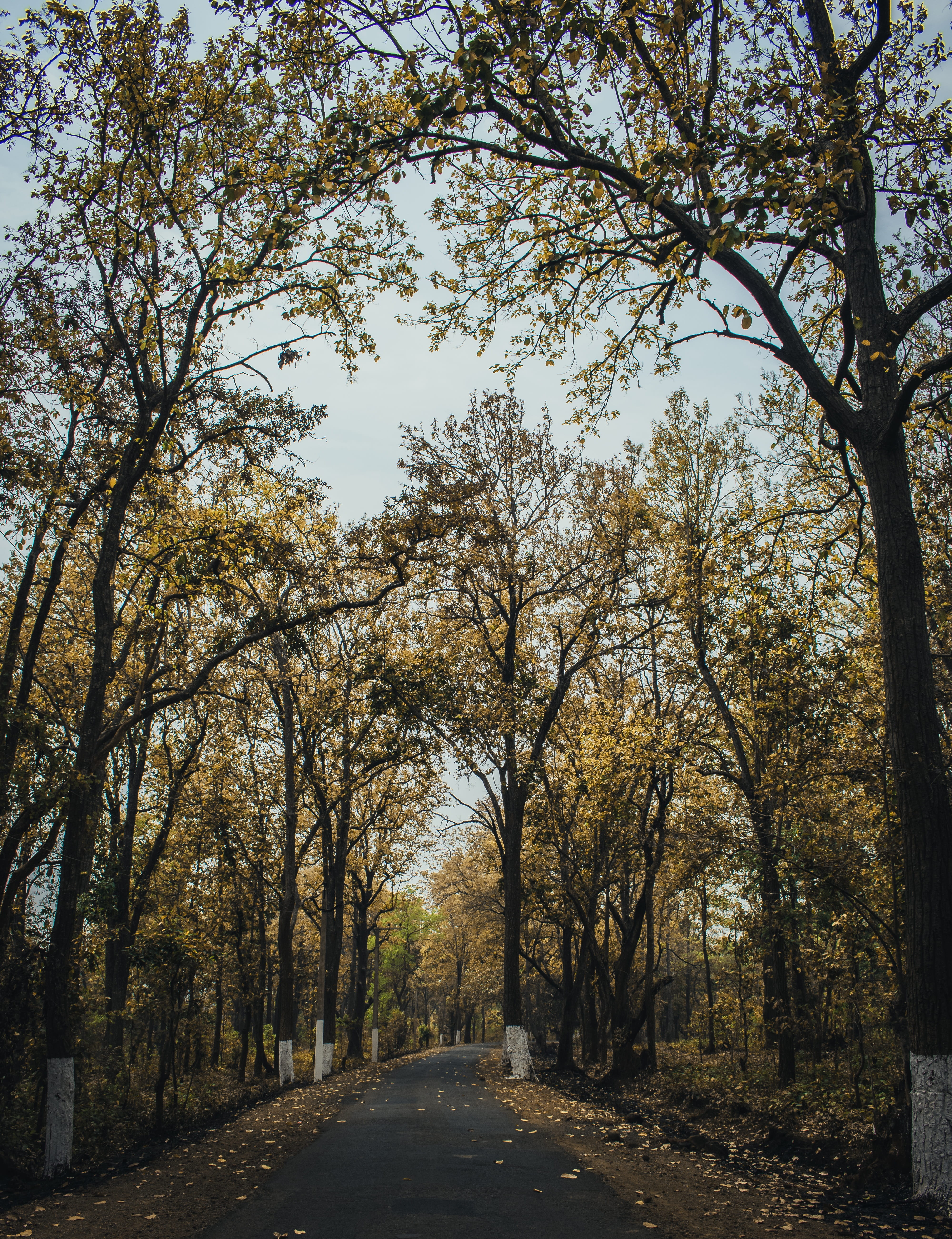 autumn, vanishing point, road, beauty in nature, day, outdoors, diminishing perspective, no people, 5K, growth, evening, treelined, landscape, fall, mood, Phone HD Wallpaper