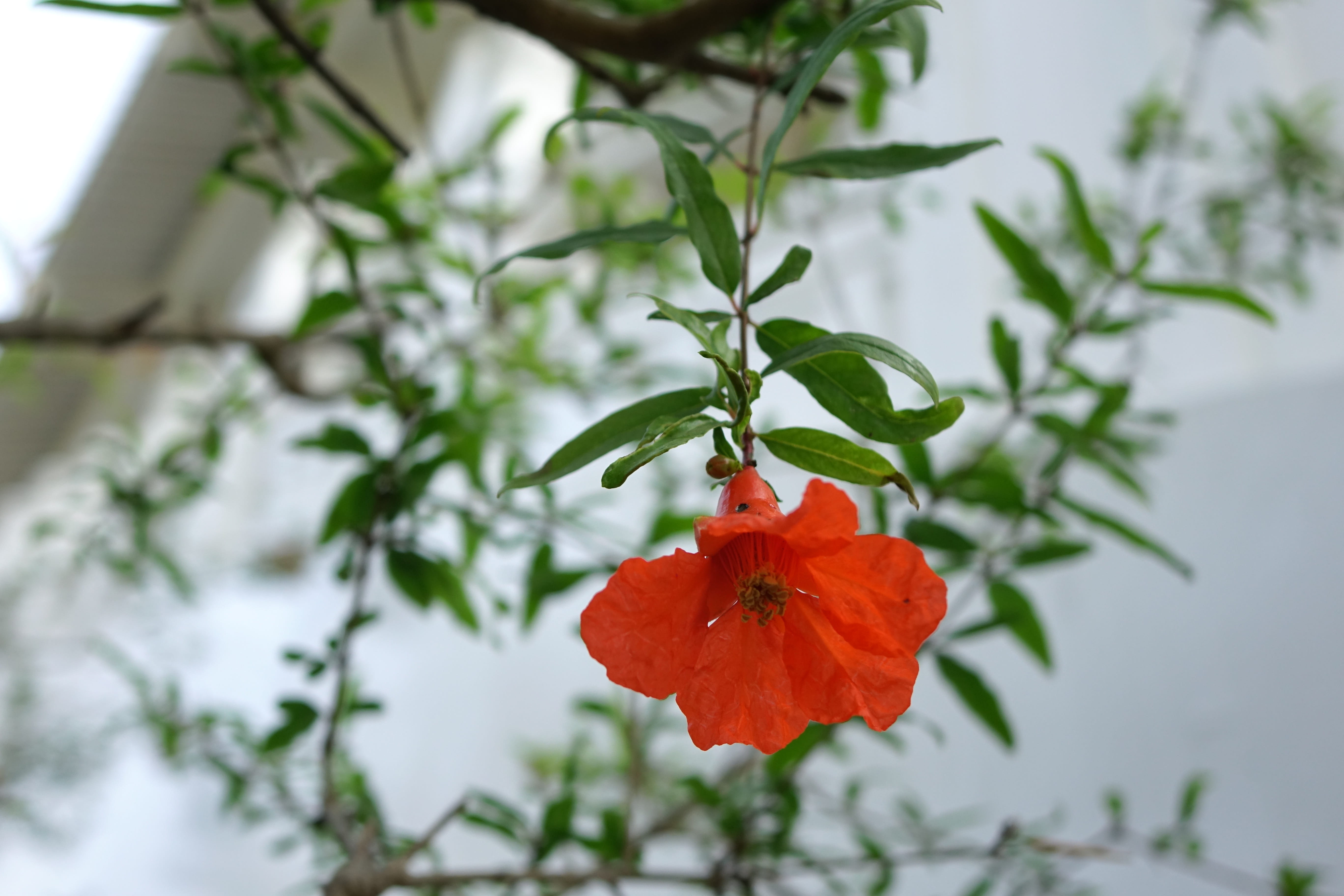 no people, Flower, plant part, beauty in nature, red, flowering, inflorescence, flower head, winter, leaf, freshness, focus on foreground, nature, plant, HD Wallpaper