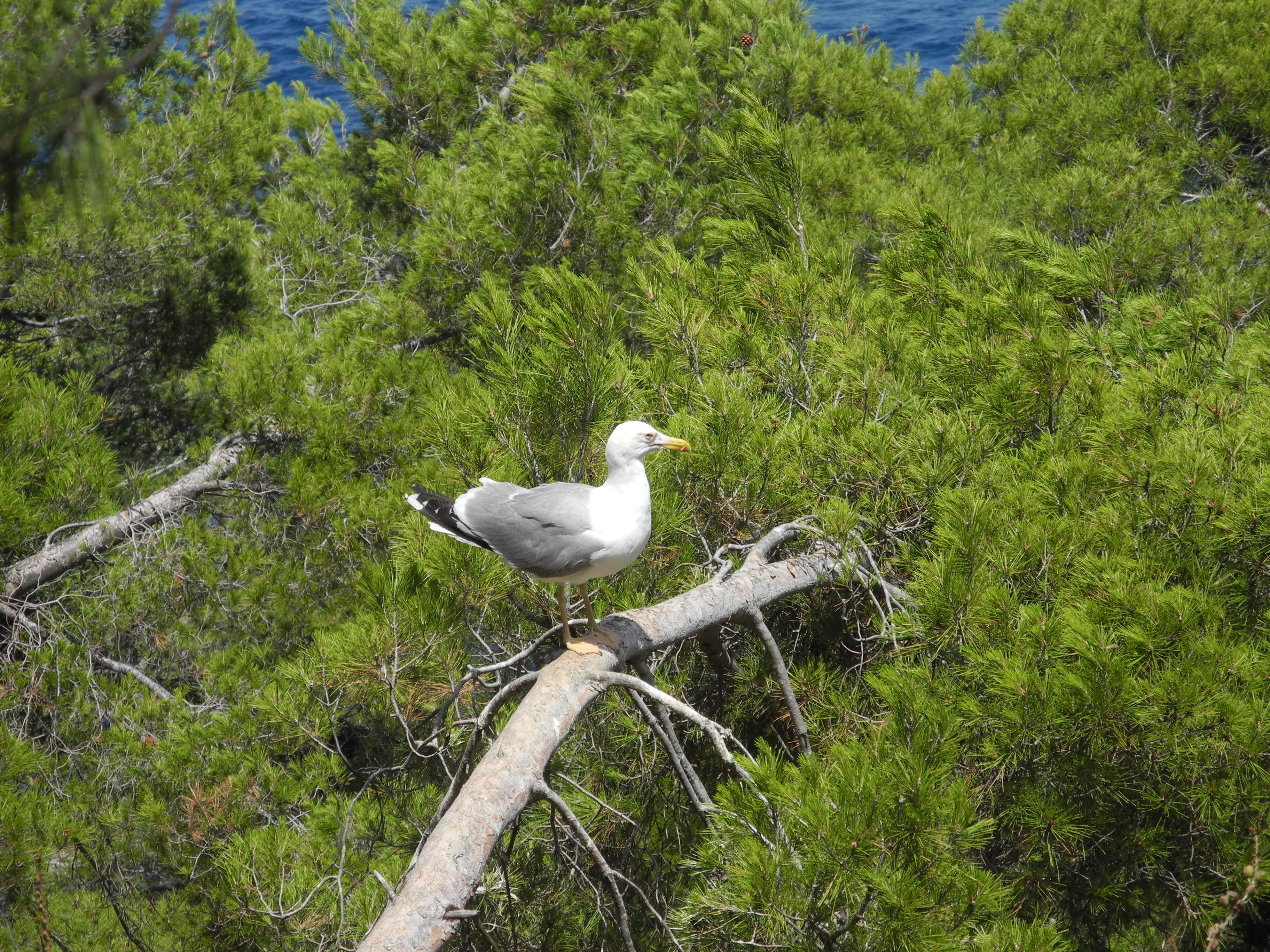 animal, tree, animal themes, no people, white color, bird, perching, outdoors, beauty in nature, grass, land, bird maritime, vertebrate, green color, one animal, HD Wallpaper