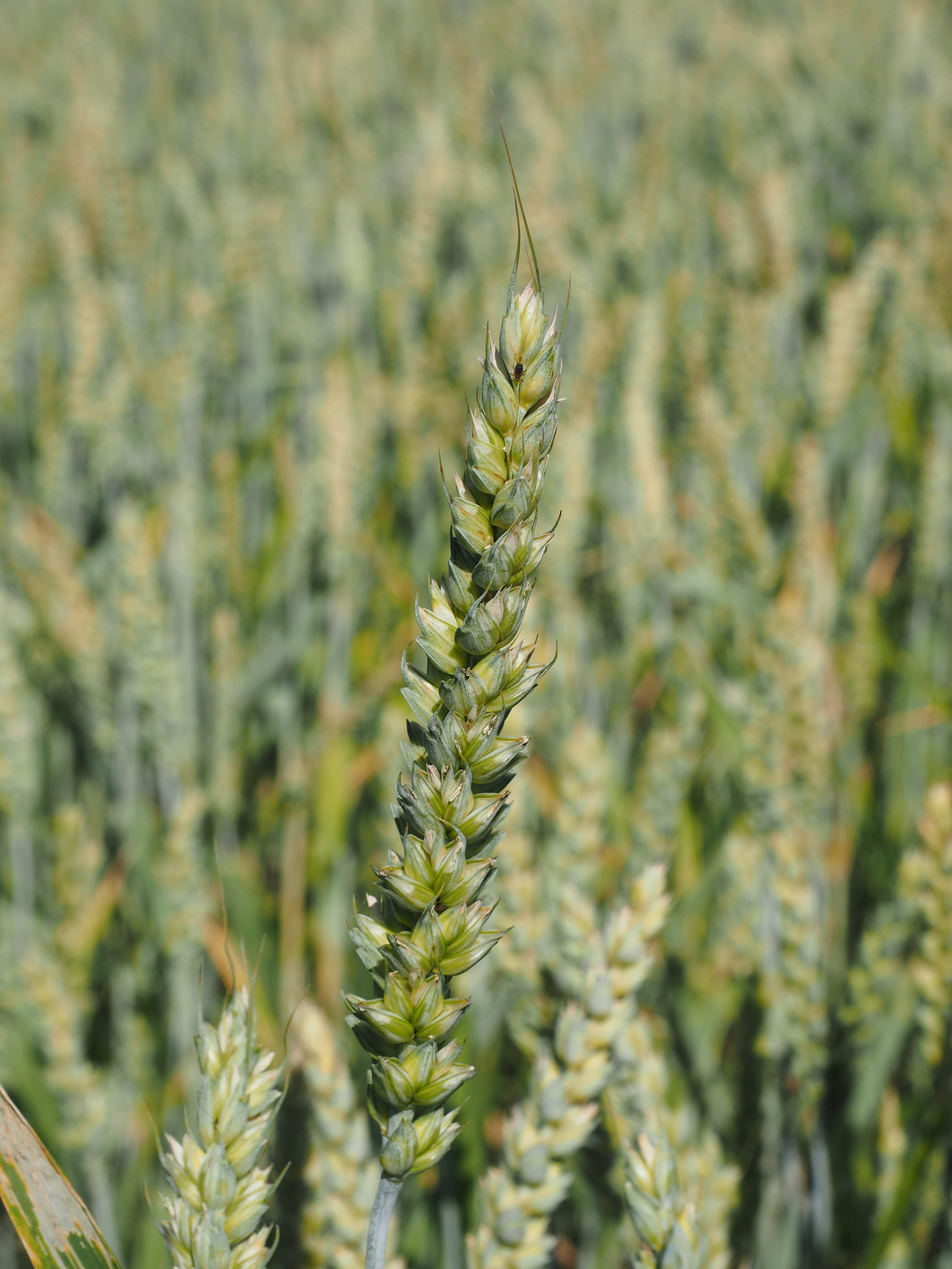 4K, common wheat, gold Colored, scenics - nature, farm, harvesting, food, Ear, tranquility, field, seed, backgrounds, plant, crop, cereal Plant, beauty in nature, Phone HD Wallpaper