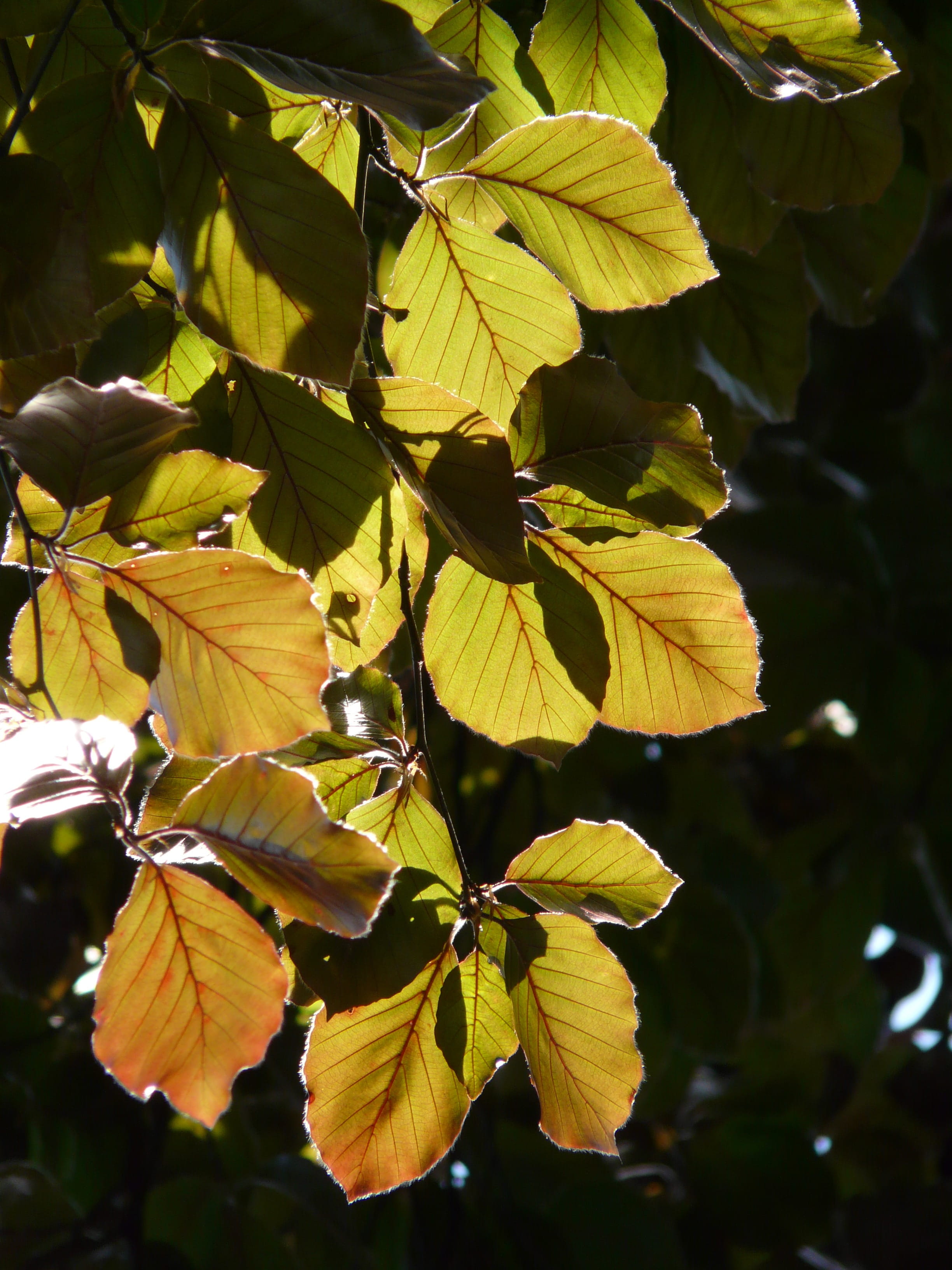 Book, back light, green Color, forest, 2K, october, nature, Copper Beech, fagus sylvatica l atropunicea, bright, outdoors, autumn forest, golden autumn, Phone HD Wallpaper