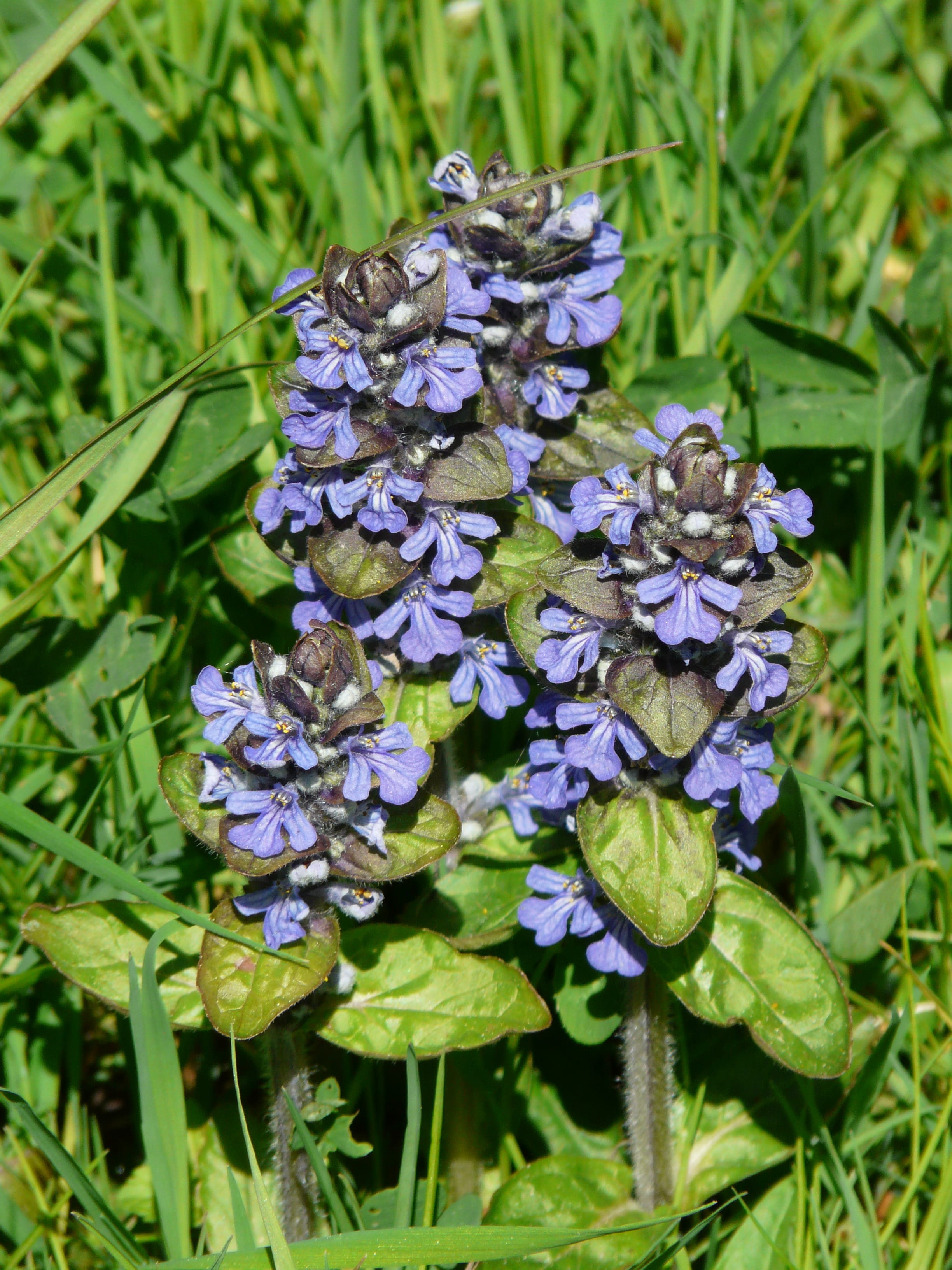 plant part, Flower, day, bugle, vulnerability, blue, pointed flower, lamiaceae, g, pointed, 2K, close-up, purple, nsel, inflorescence, beauty in nature, Phone HD Wallpaper