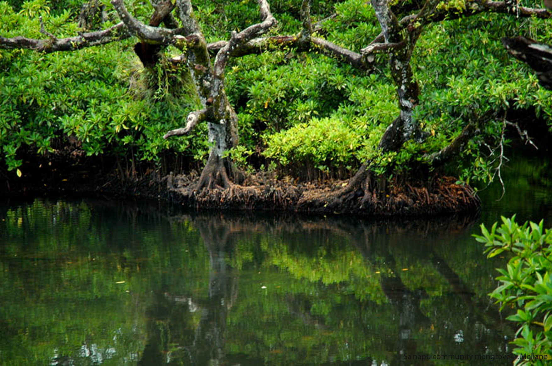 beach, water, mangrove, 720P, tree, HD Wallpaper