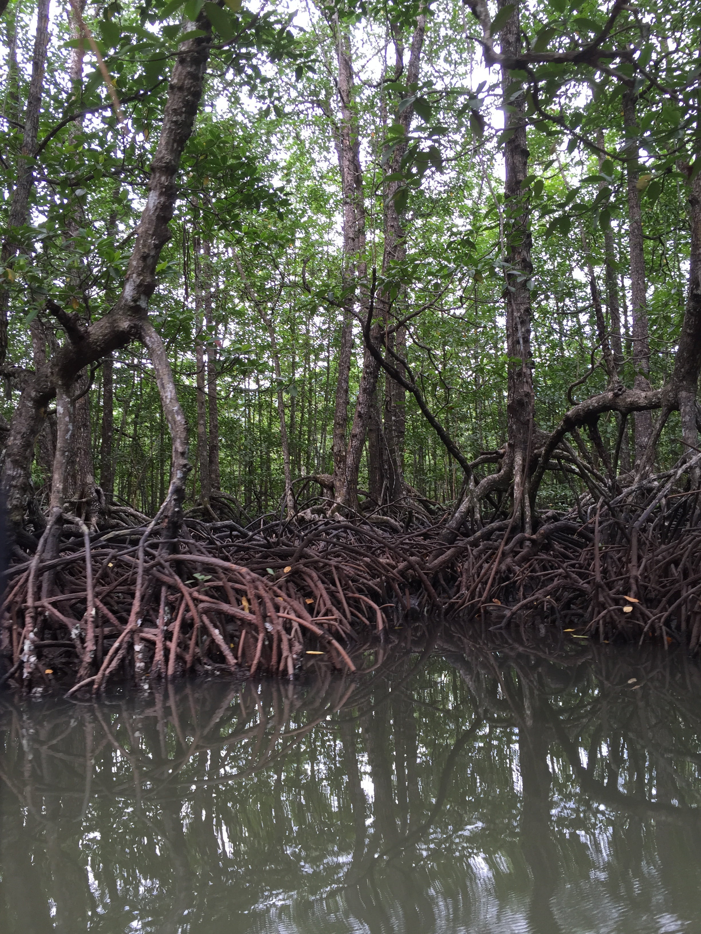 philippines, tree, land, lake, tranquil scene, outdoor, water, beauty in nature, scenic, tree trunk, plant, root, woodland, mangrove, outdoors, trees, scenics - nature, Phone HD Wallpaper