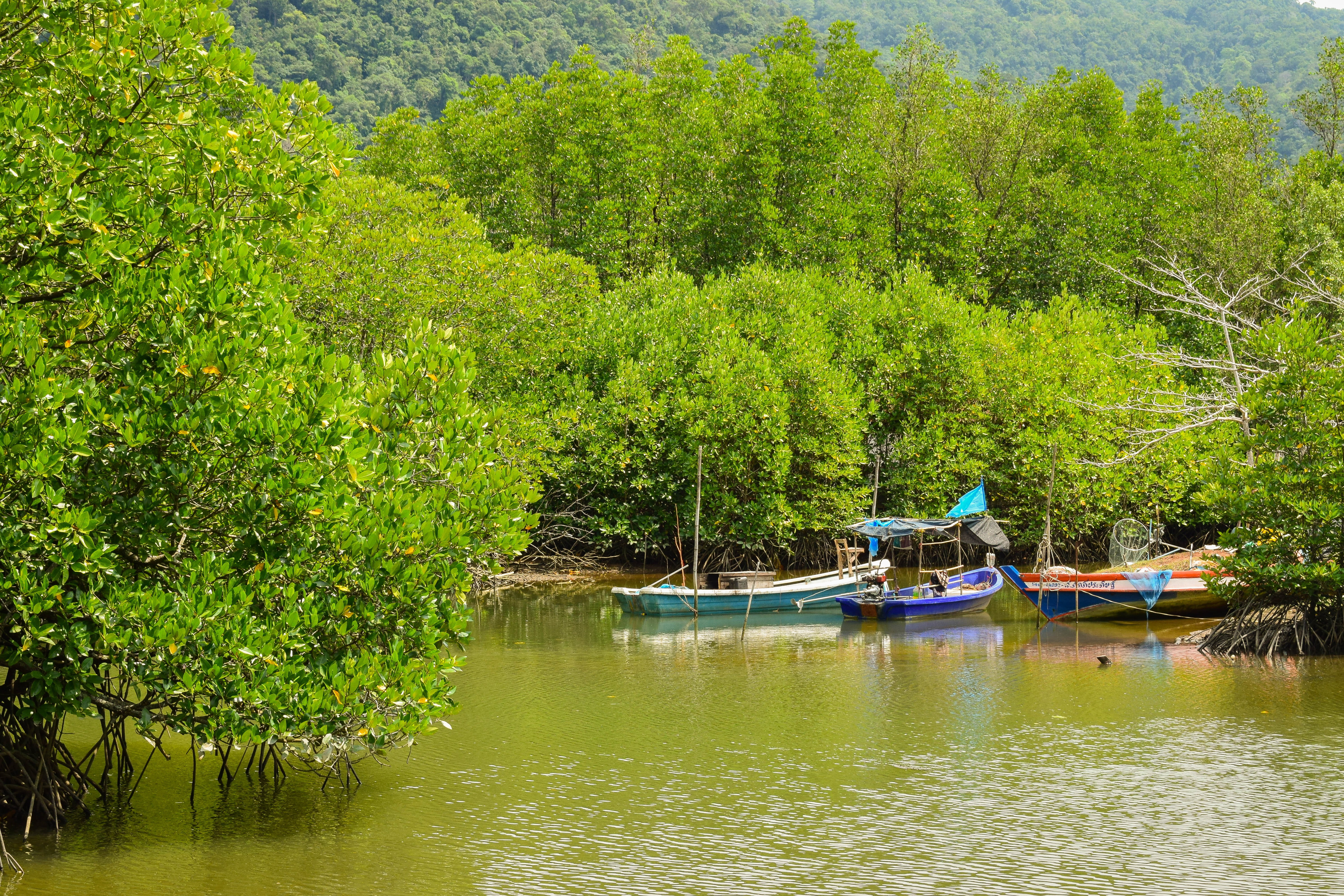 swamp, growth, boats on the water, mangrove, waterfront, tree, green color, landscape, tranquility, nature, trees, green, beauty in nature, sight, travel, HD Wallpaper