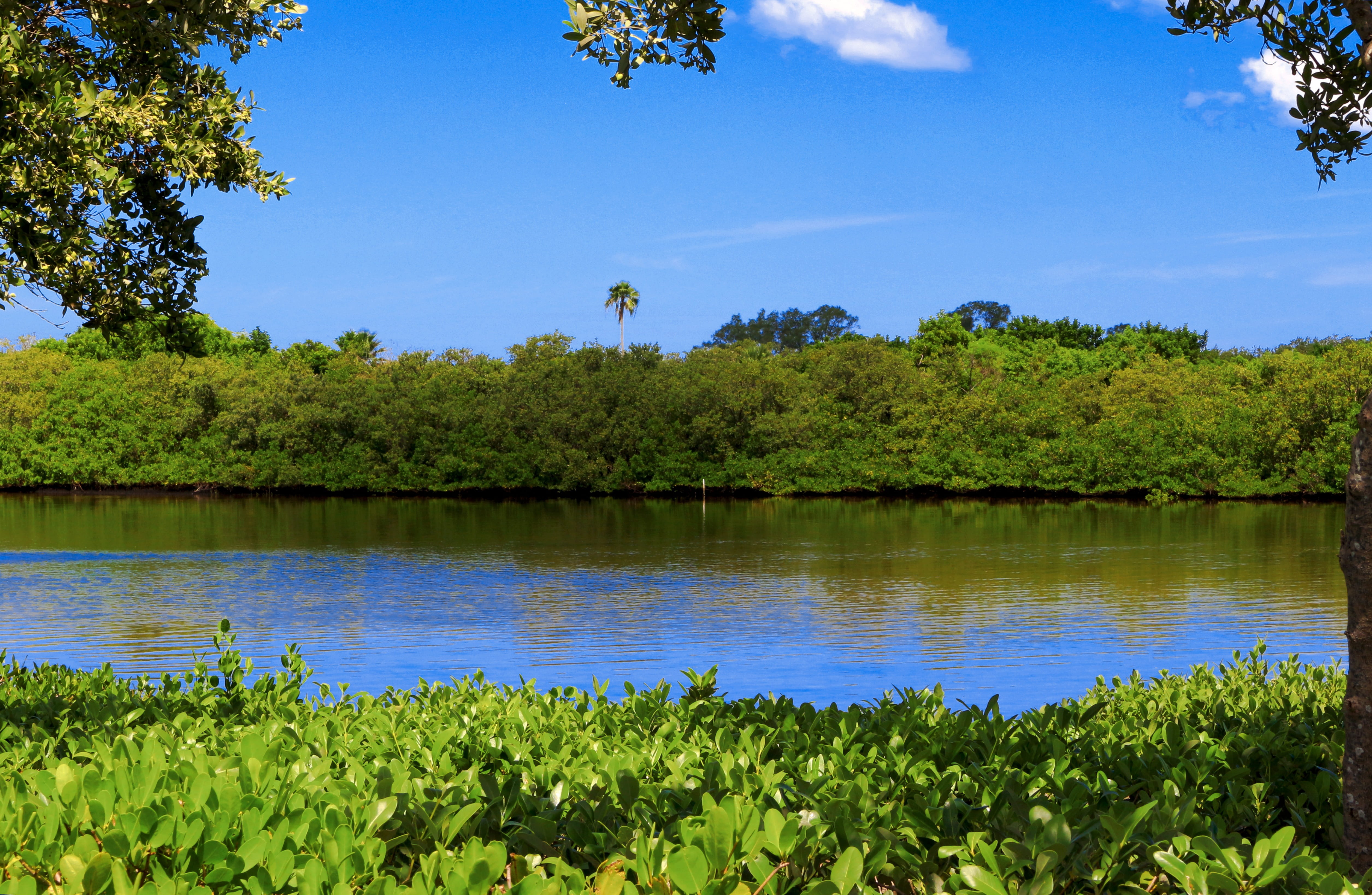 water, Mangrove Swamp, nature, scenics, Forest, reflection, Lake, mangrove, Swamp, tree, tranquility, forest, tampa, tranquil scene, beauty in nature, flower, HD Wallpaper