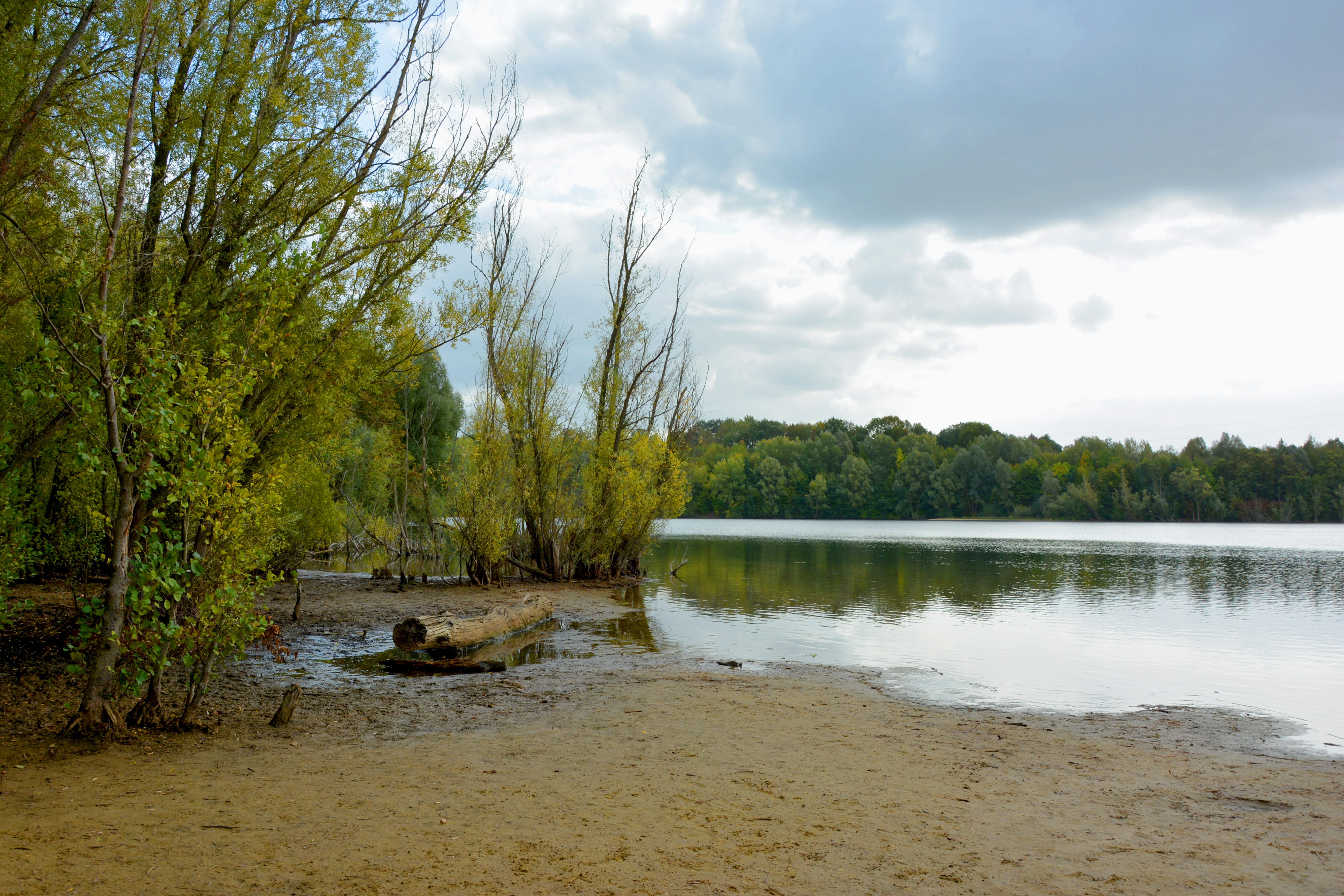 mangrove forest, forest, water, tranquil scene, tree, beauty in nature, non-urban scene, nature, plant, reflection, no people, mangroves, cloud - sky, land, HD Wallpaper