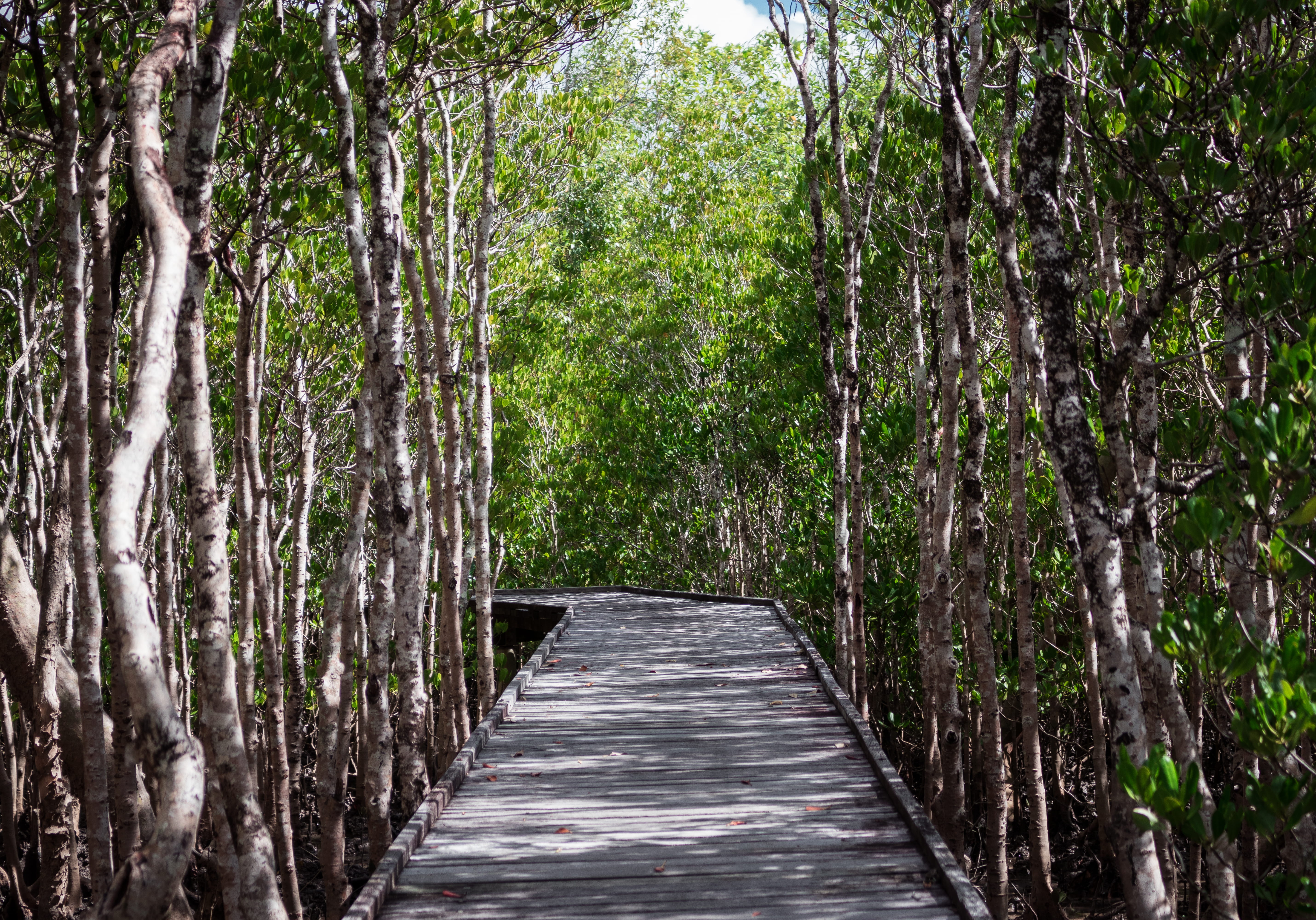 mangrove, nature, footpath, land, day, growth, plant, tranquility, bamboo - plant, tranquil scene, 5K, forest, treelined, tree trunk, direction, long, HD Wallpaper