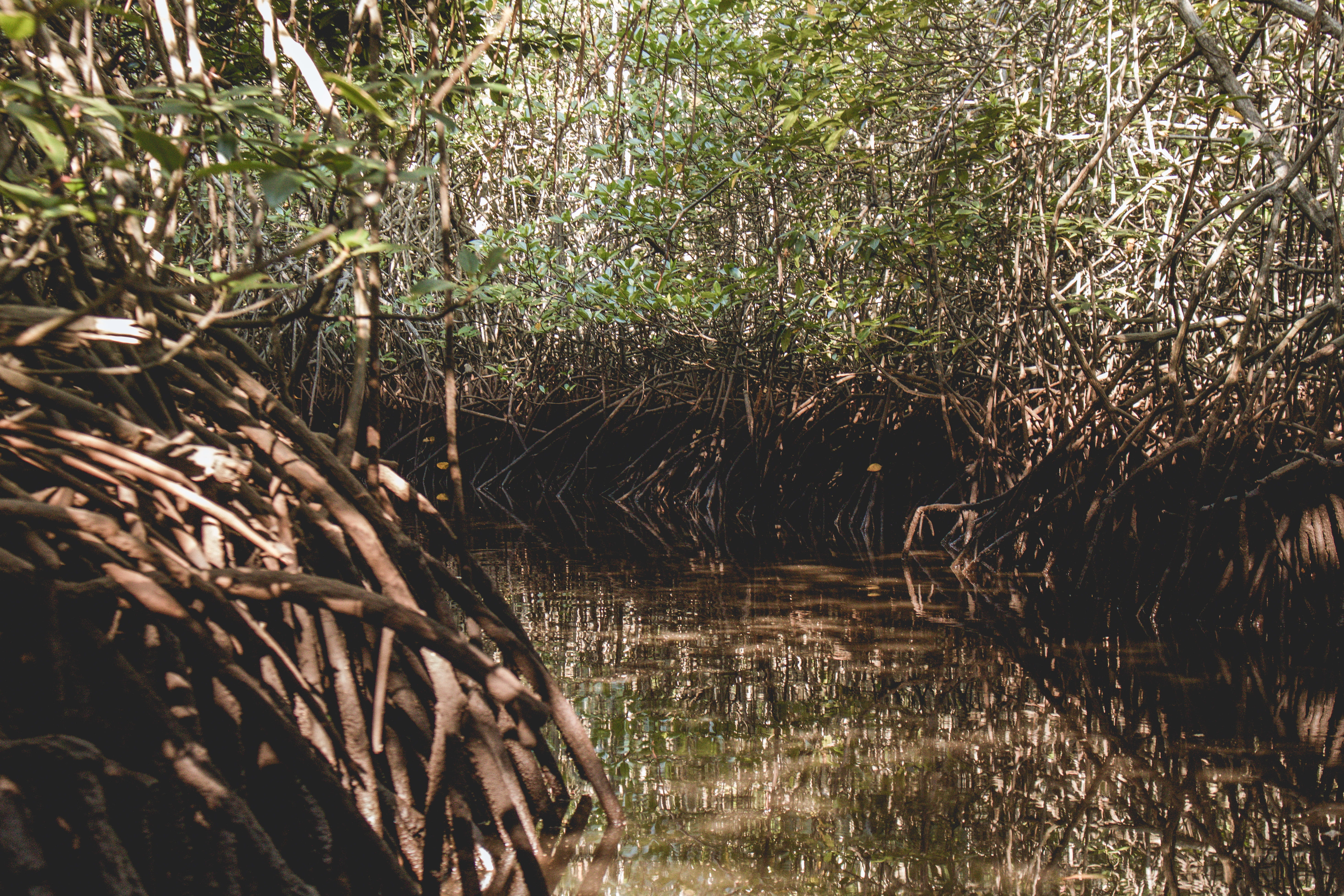 wood - material, nature, forest, outdoors, field, day, land, sunlight, mangrove, growth, tranquil scene, water, no people, grass, bamboo - plant, trees, HD Wallpaper