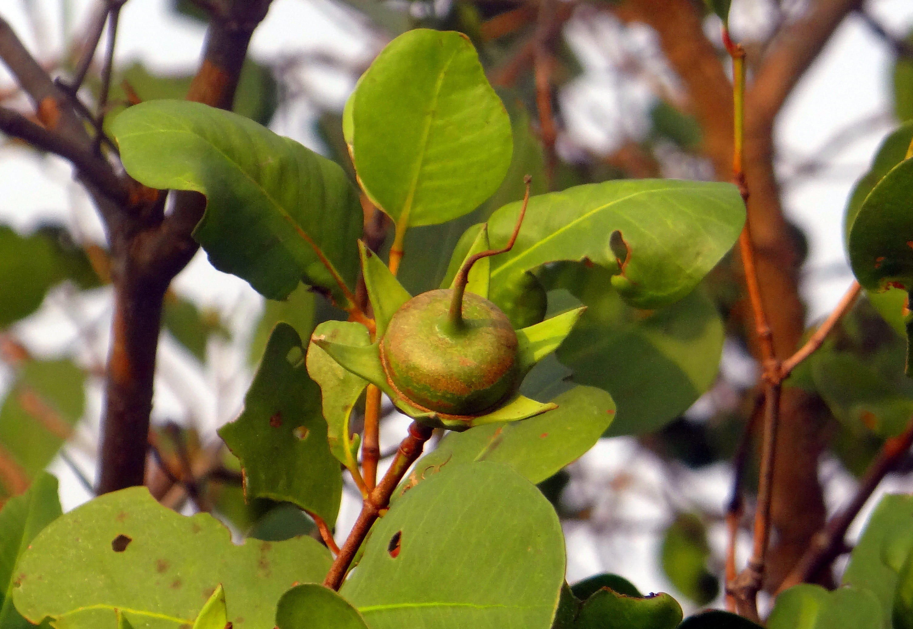wellbeing, ingredient, vegetarian, Mangrove, fruit, diet, 2K, plant part, nutrition, food, mangrove apple, day, close-up, india, no people, beauty in nature, HD Wallpaper