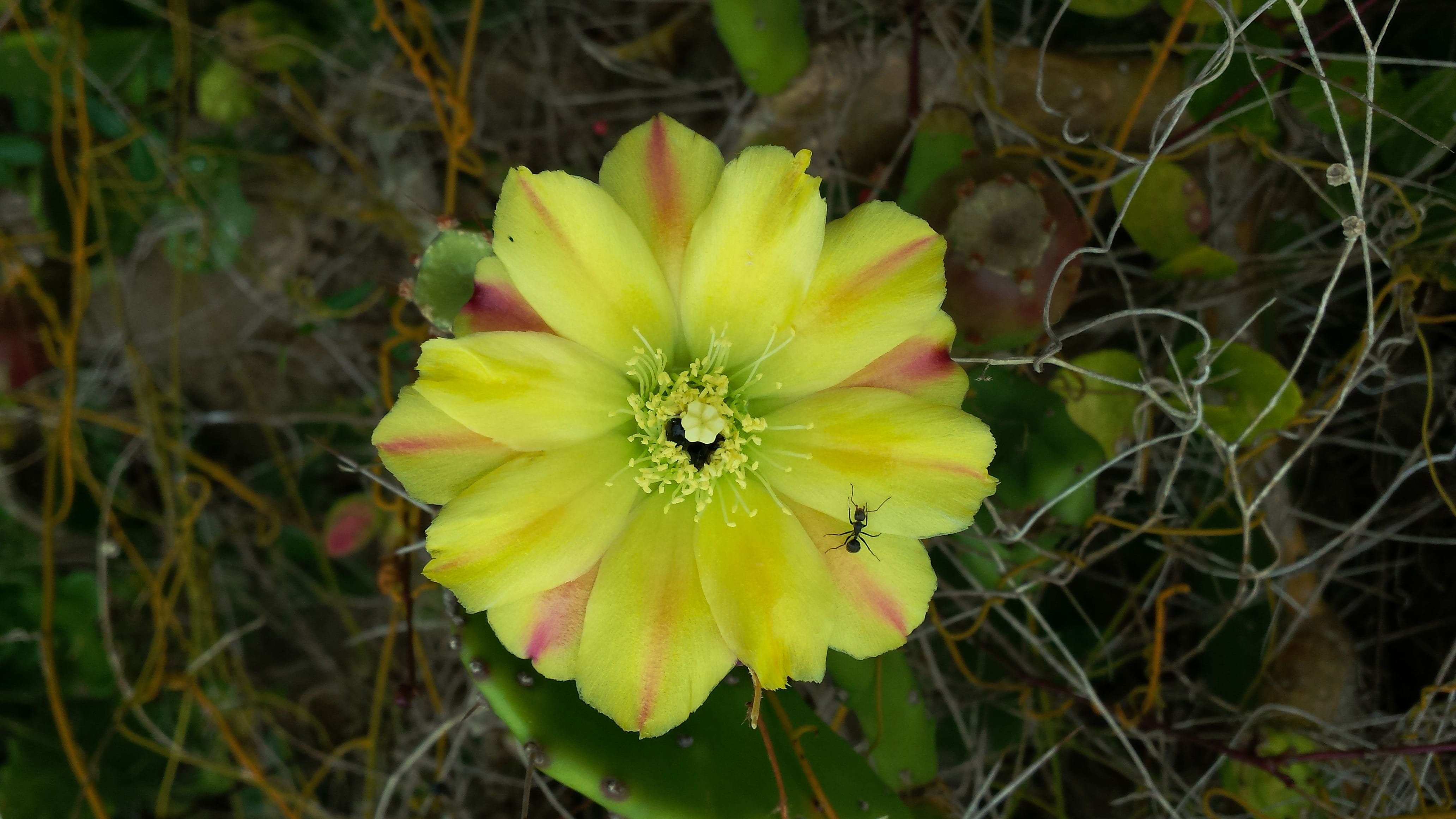 plant, beauty in nature, land, inflorescence, Nature, freshness, Cactus, focus on foreground, flowering plant, petal, Ant, fragility, day, 4K, outdoors, HD Wallpaper